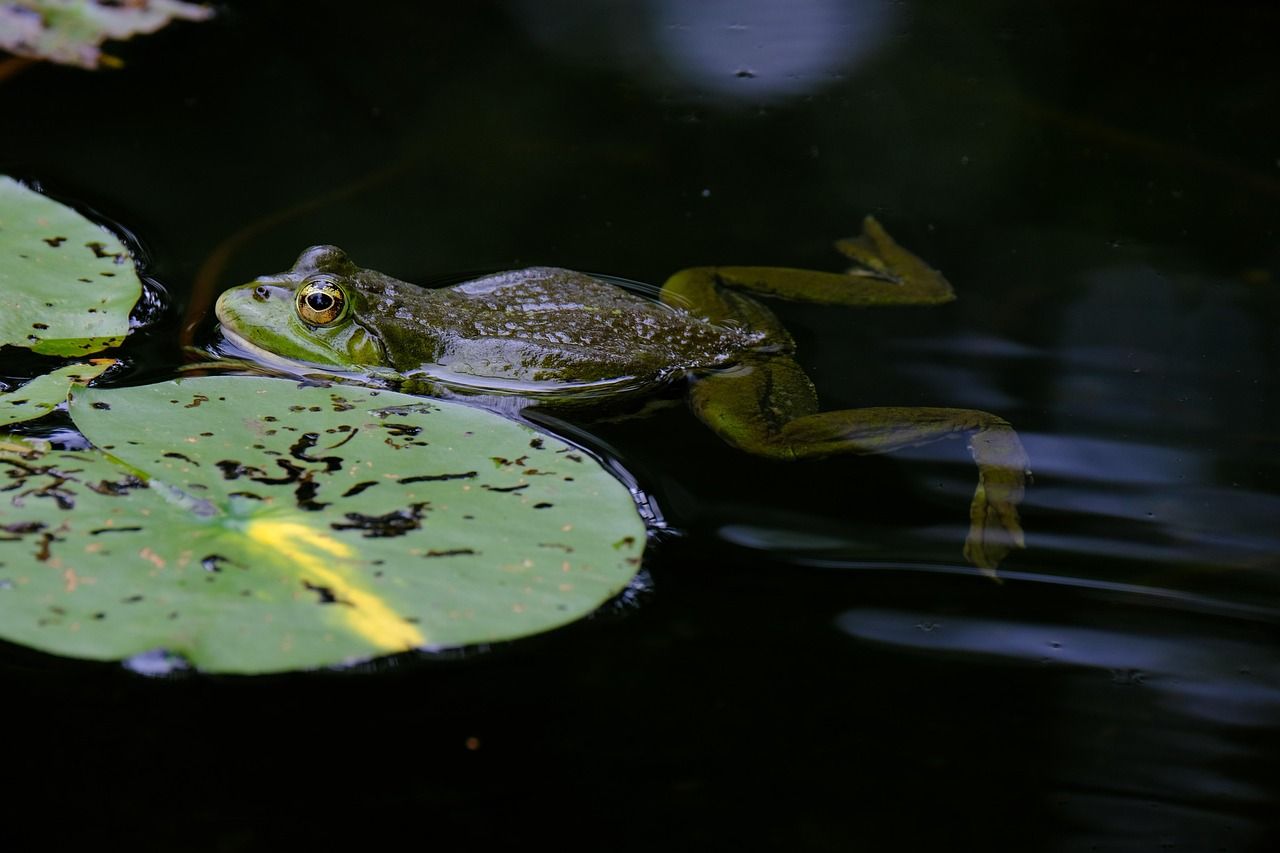 Heute.at - Frosch-Studie zeigt: Zu viel Auswahl verwirrt