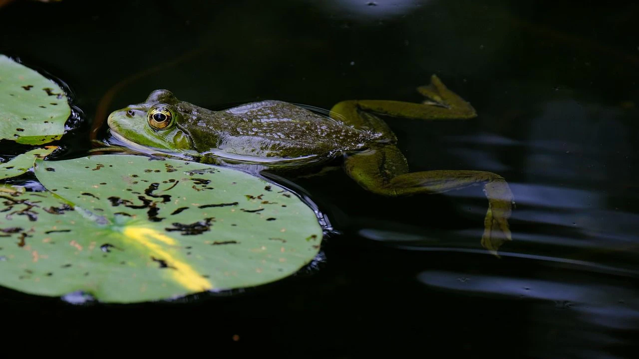Heute.at - Frosch-Studie zeigt: Zu viel Auswahl verwirrt
