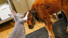 Tierliebe! Gertie und Penny sind unzertrennlich!