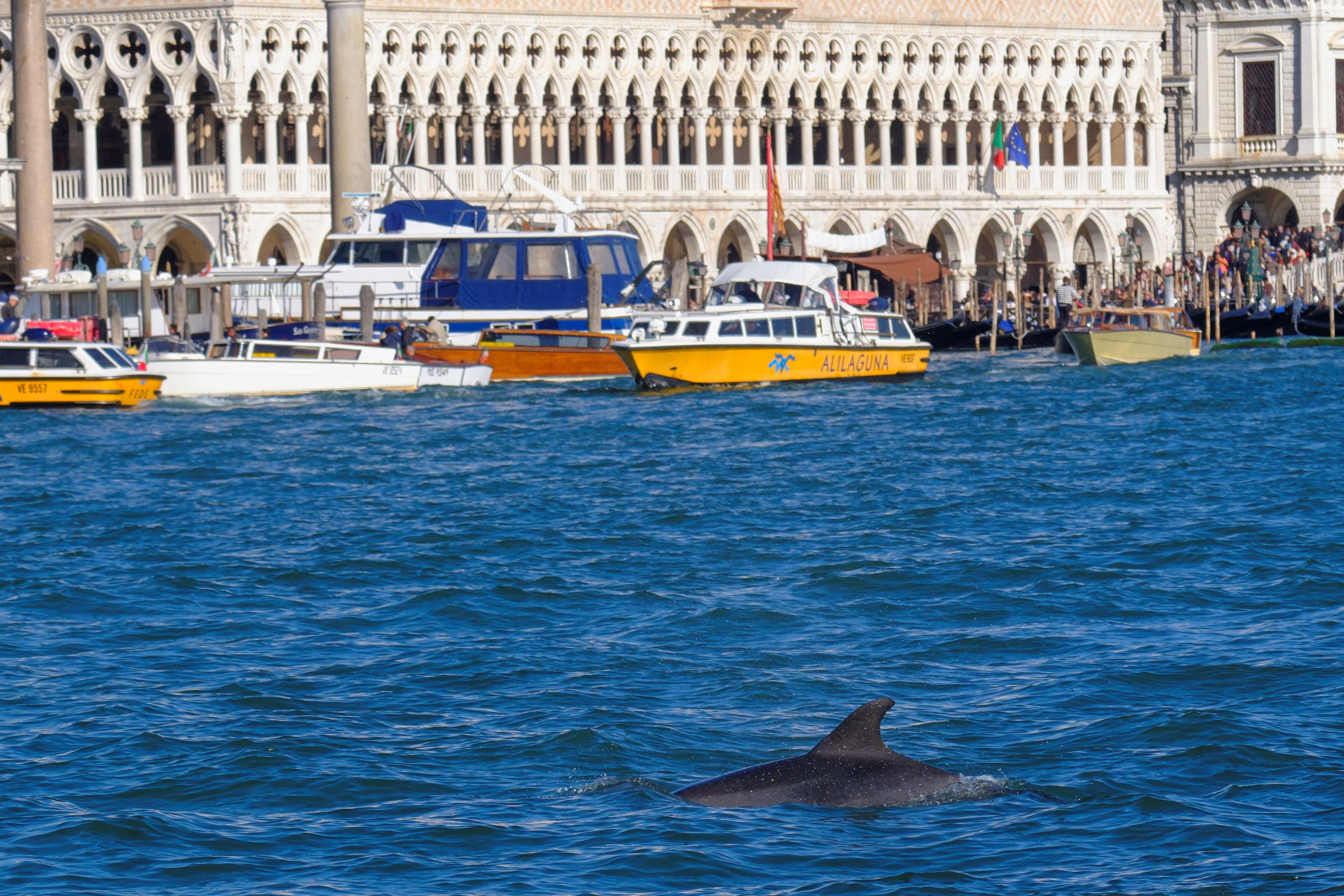 Bereits seit Monaten wird ein Delfin immer wieder in der Lagune von Venedig beobachtet. Er erhielt den Spitznamen 