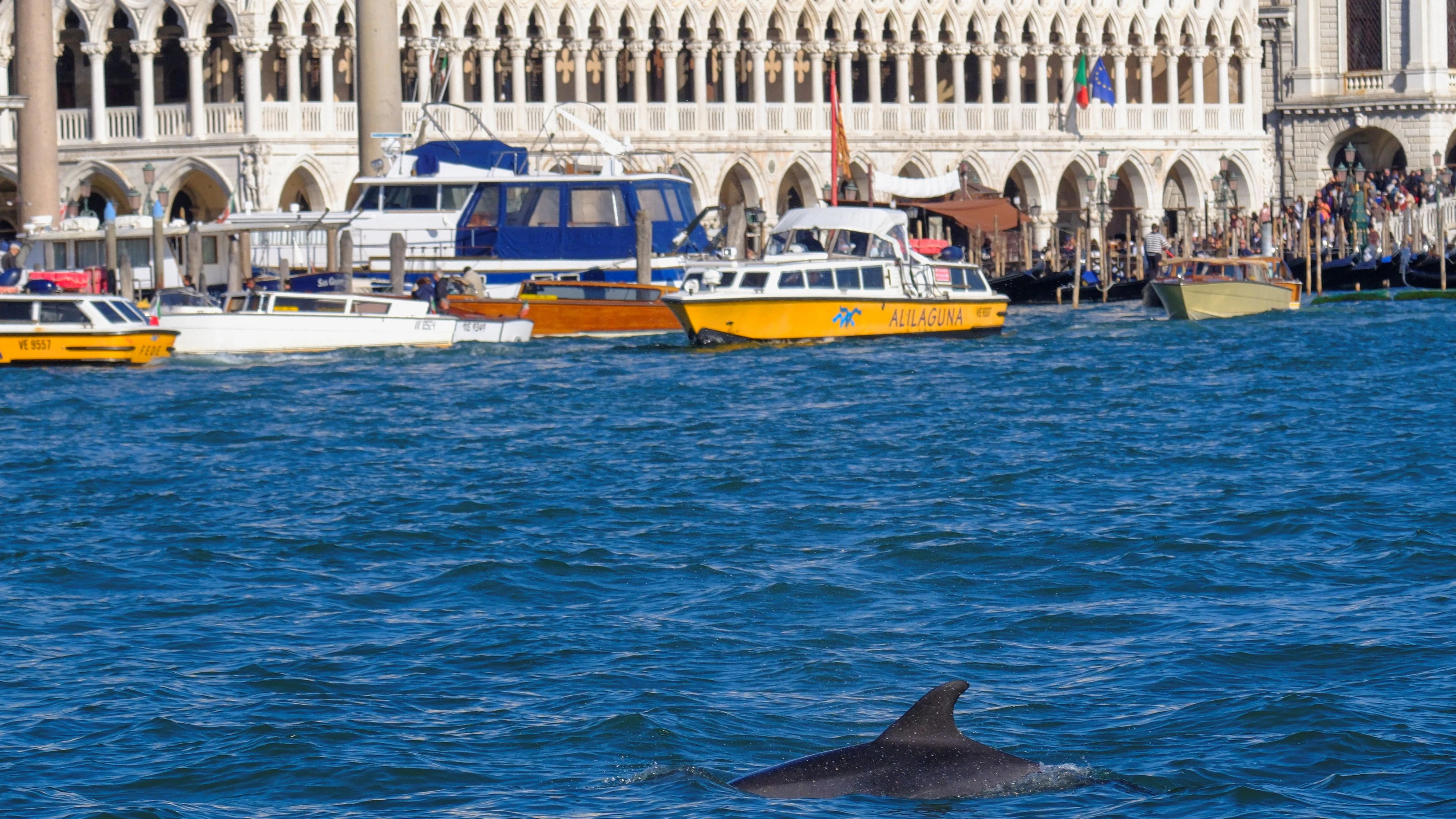 Bereits seit Monaten wird ein Delfin immer wieder in der Lagune von Venedig beobachtet. Er erhielt den Spitznamen "Mimmo". Archivbild. 