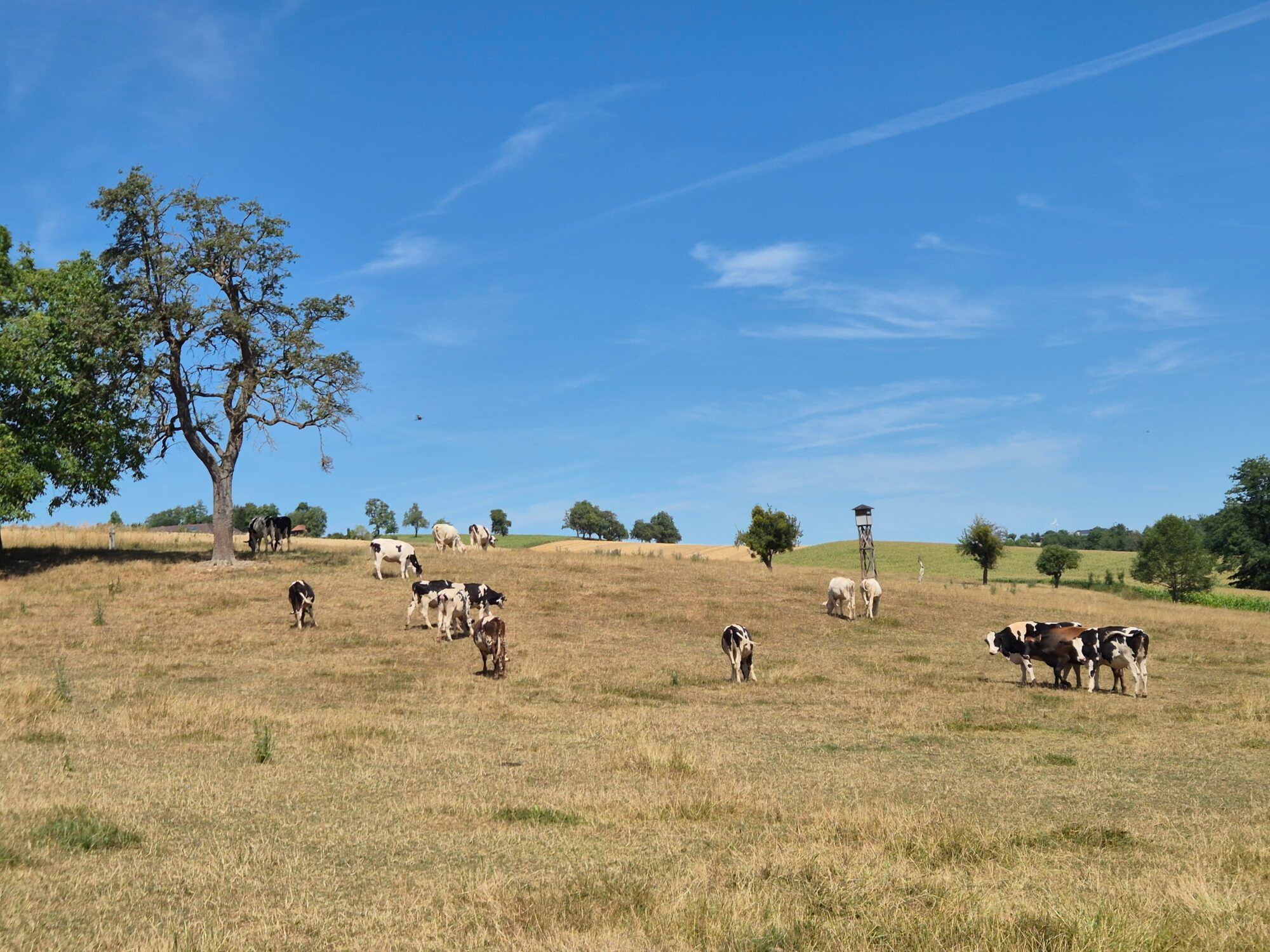 Den Tieren fehlt das Gras: Wegen der Trockenheit geht den Landwirten das Futter aus. Jetzt gibt es eine Ausnahmeregelung.