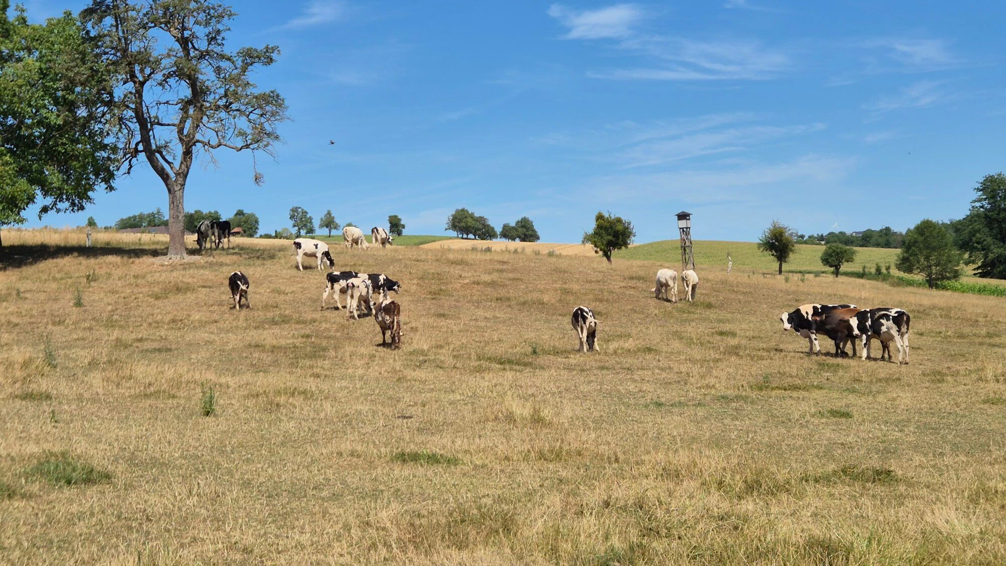 Den Tieren fehlt das Gras: Wegen der Trockenheit geht den Landwirten das Futter aus. Jetzt gibt es eine Ausnahmeregelung.