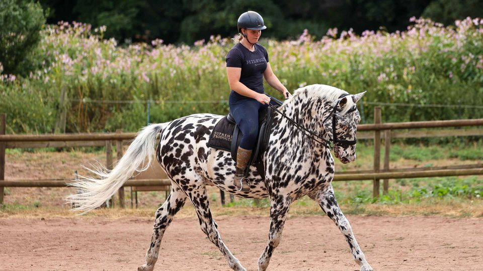 Der Appaloosa-Wallach 