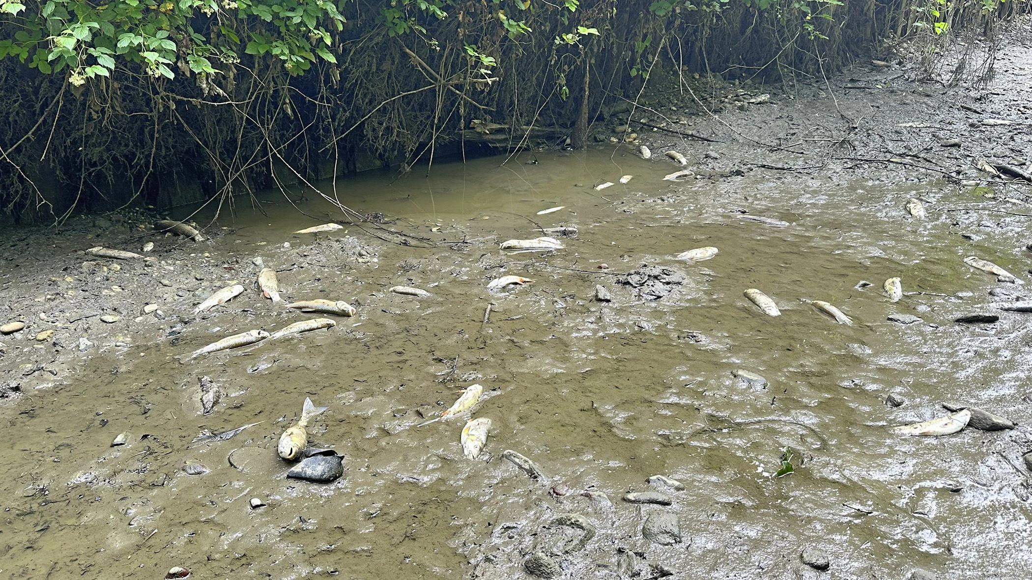 Unzählige Fische starben in der Mattig wegen der Trockenheit.
