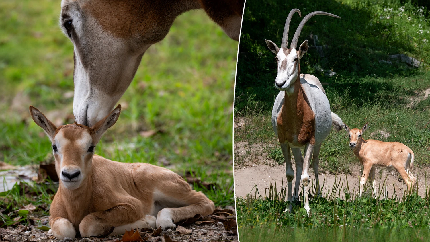 Heute.at - Für immer verschwunden – jetzt verblüfft Zoo ALLE