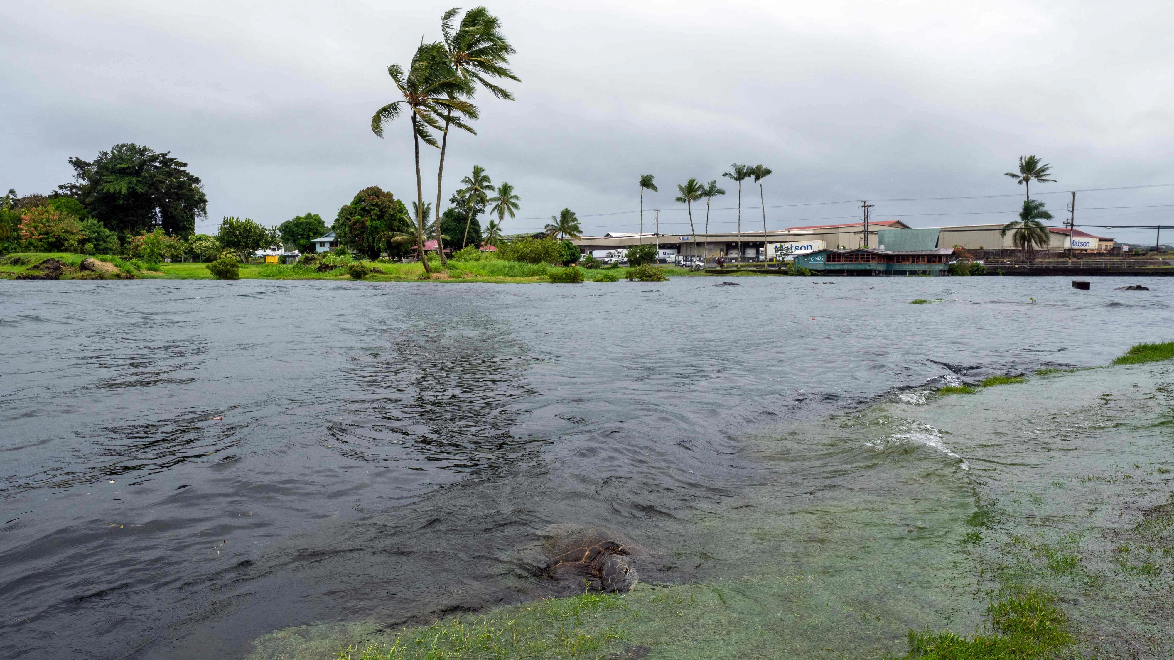 A young green sea turtle fills up on grass as ocean waters started to raise due to the approach of Tropical Storm Lala at Reed's Bay in Hilo, Hawaii on August 14, 2026. A strengthening tropical storm named Lala is set to hit Hawaii's Big Island with hurricane force on Saturday, bringing dangerous winds, rainfall and surf as the state's governor declared a state of emergency. (Photo by Jill K. Briggs / AFP)