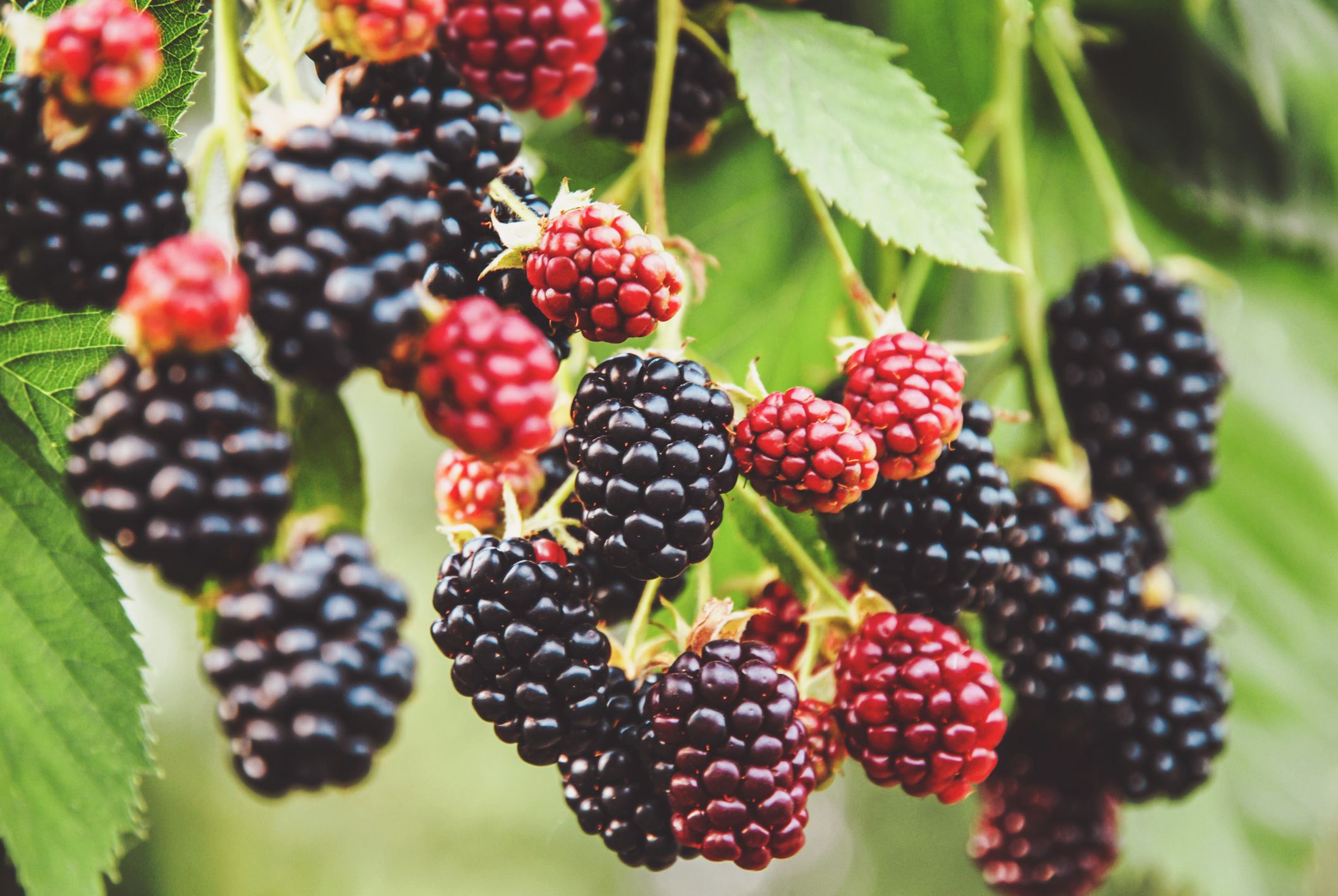 Es ist Brombeer-Saison.