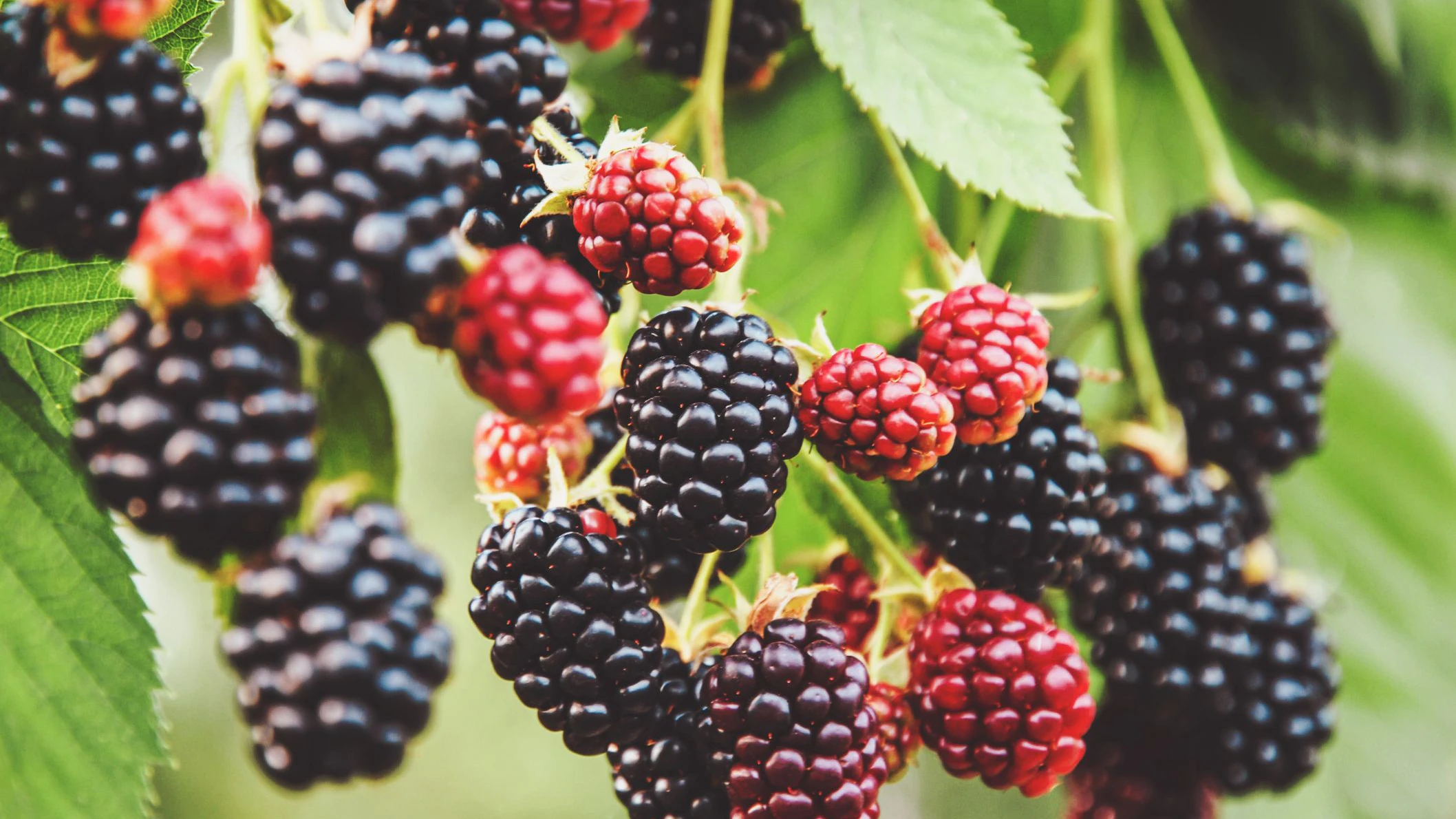 Heute.at - Das passiert, wenn du täglich Brombeeren isst