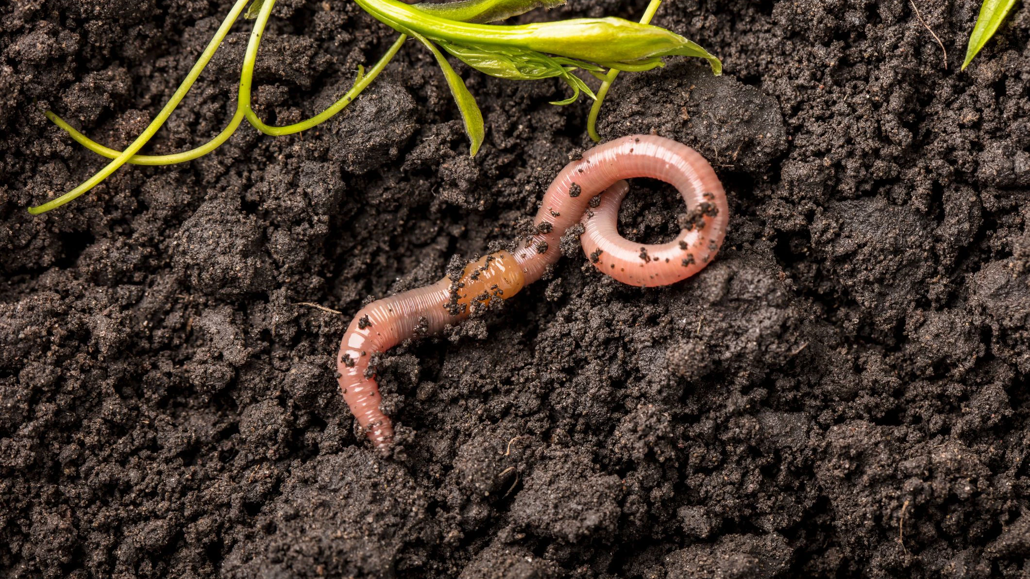 Heute.at - Dürre setzt Böden zu – großes Regenwurm-Sterben droht