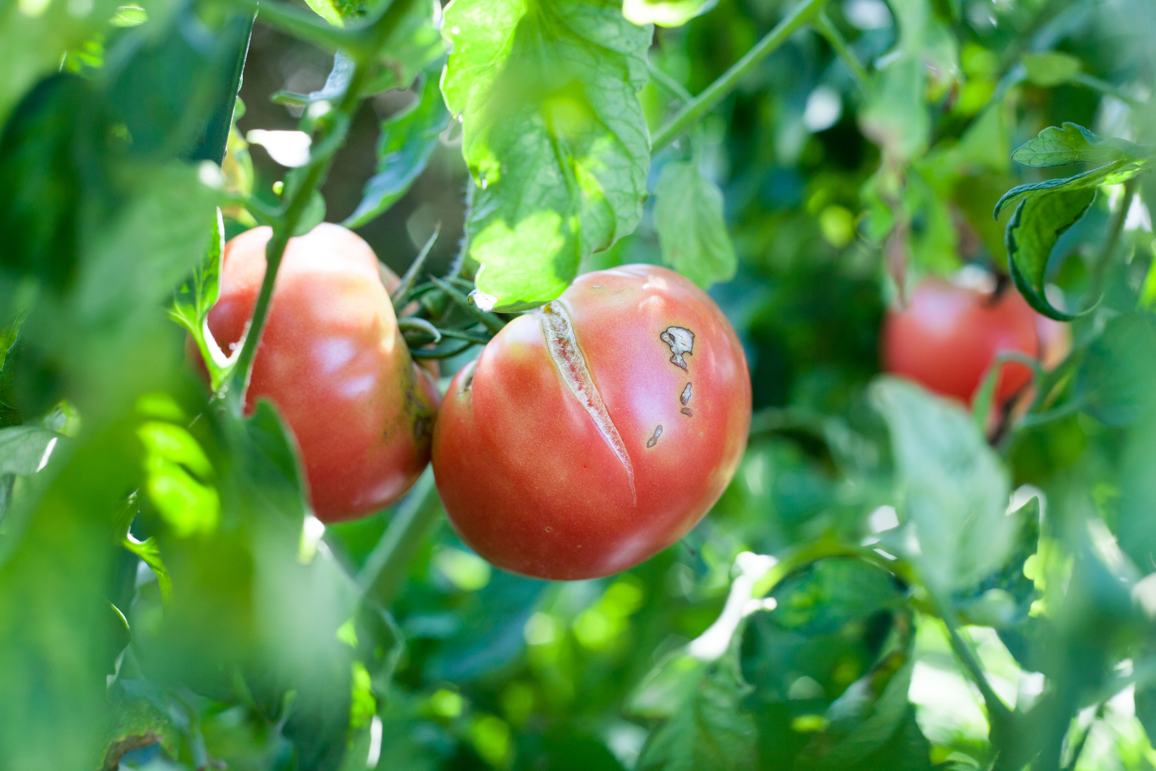 Endlich sind die Tomaten erntereif – und dann reißen sie auf.