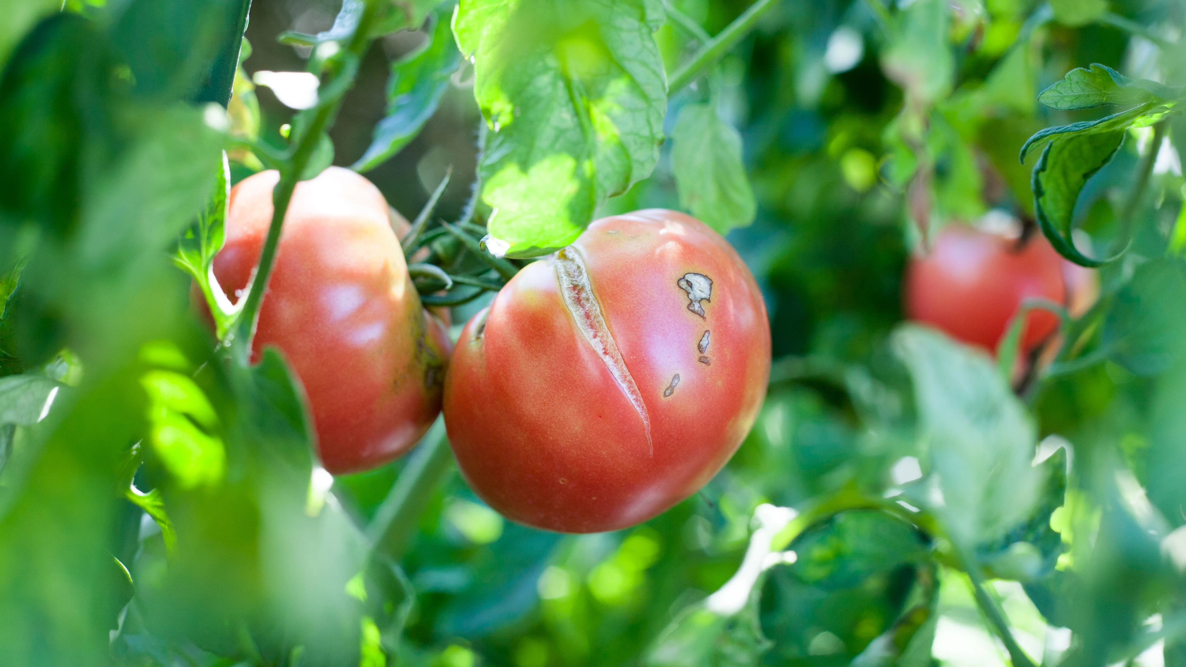 Heute.at - So verhinderst du, dass deine Tomaten einfach platzen