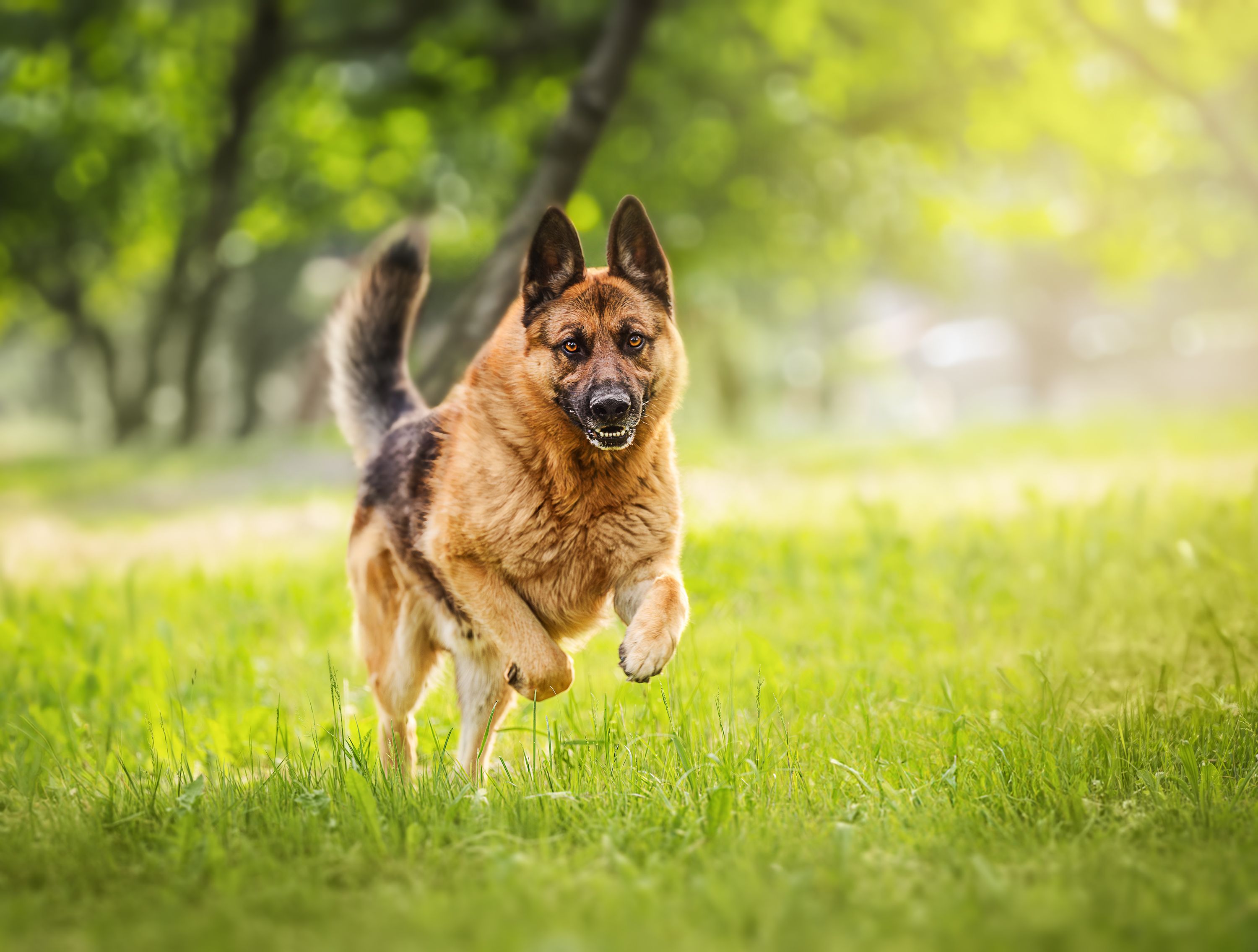 Der deutsche Schäferhund wurde von der Polizei sichergestellt.
