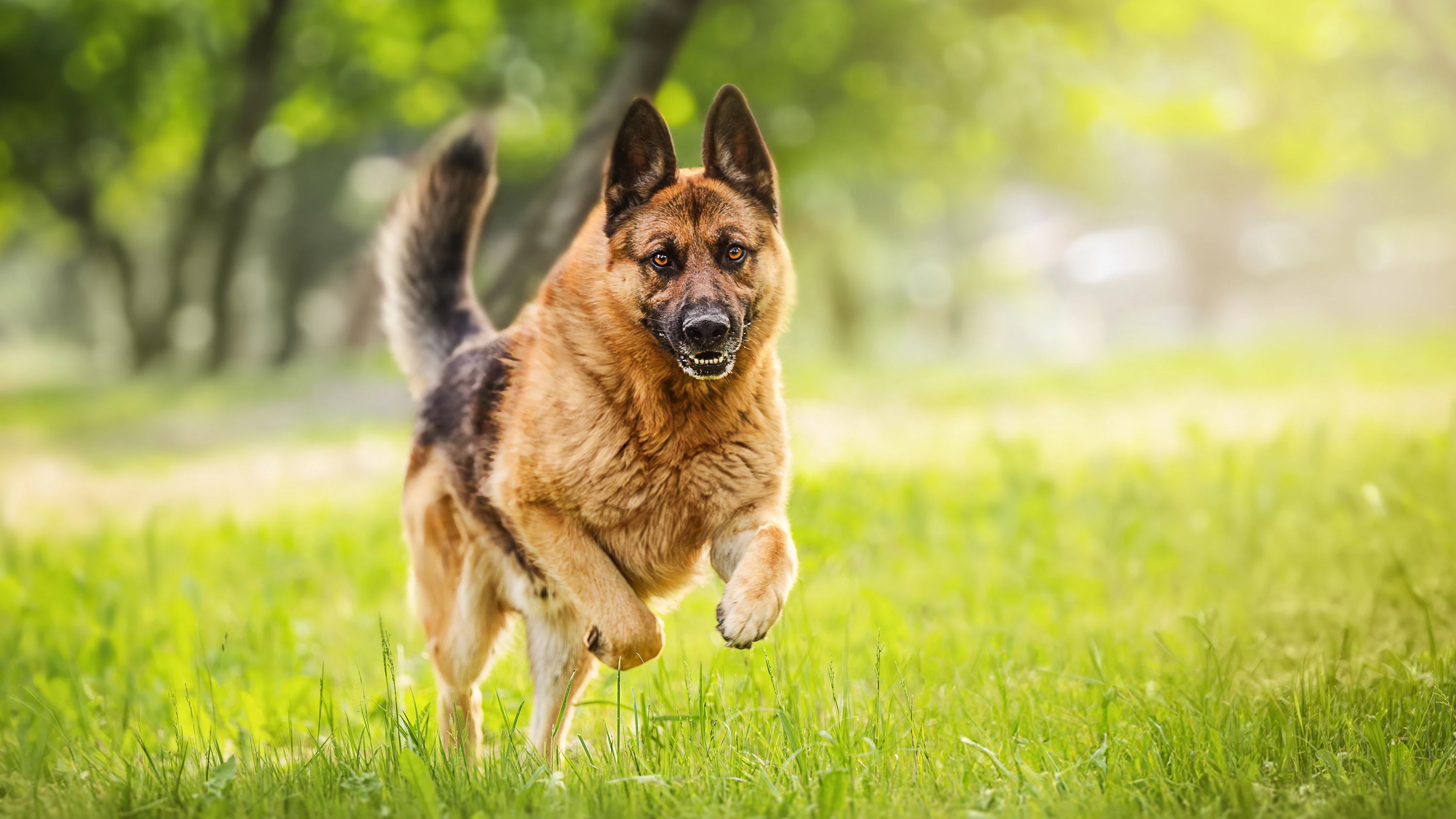Der deutsche Schäferhund wurde von der Polizei sichergestellt.