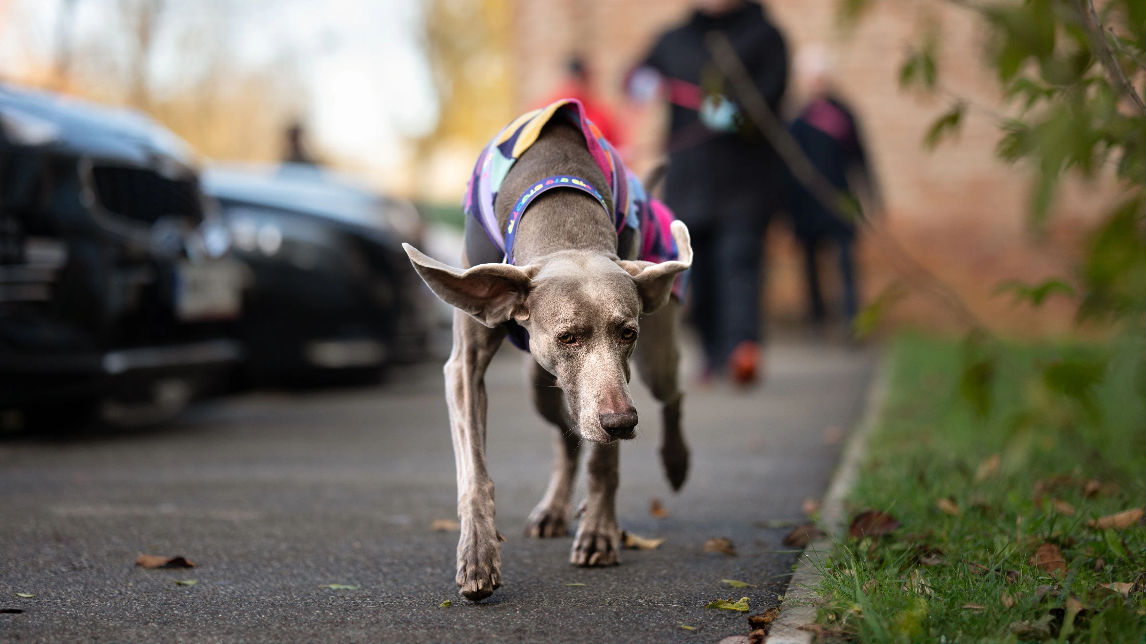 Weimaraner Salia am Trail