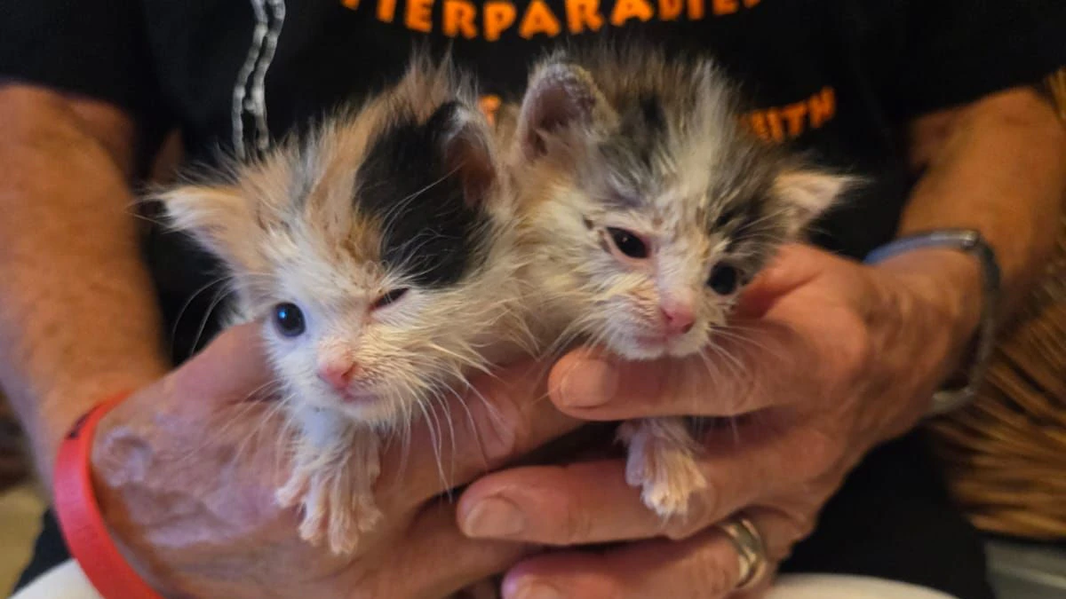 Heute.at - Mutterseelenallein: Katzenkinder schreien um Hilfe