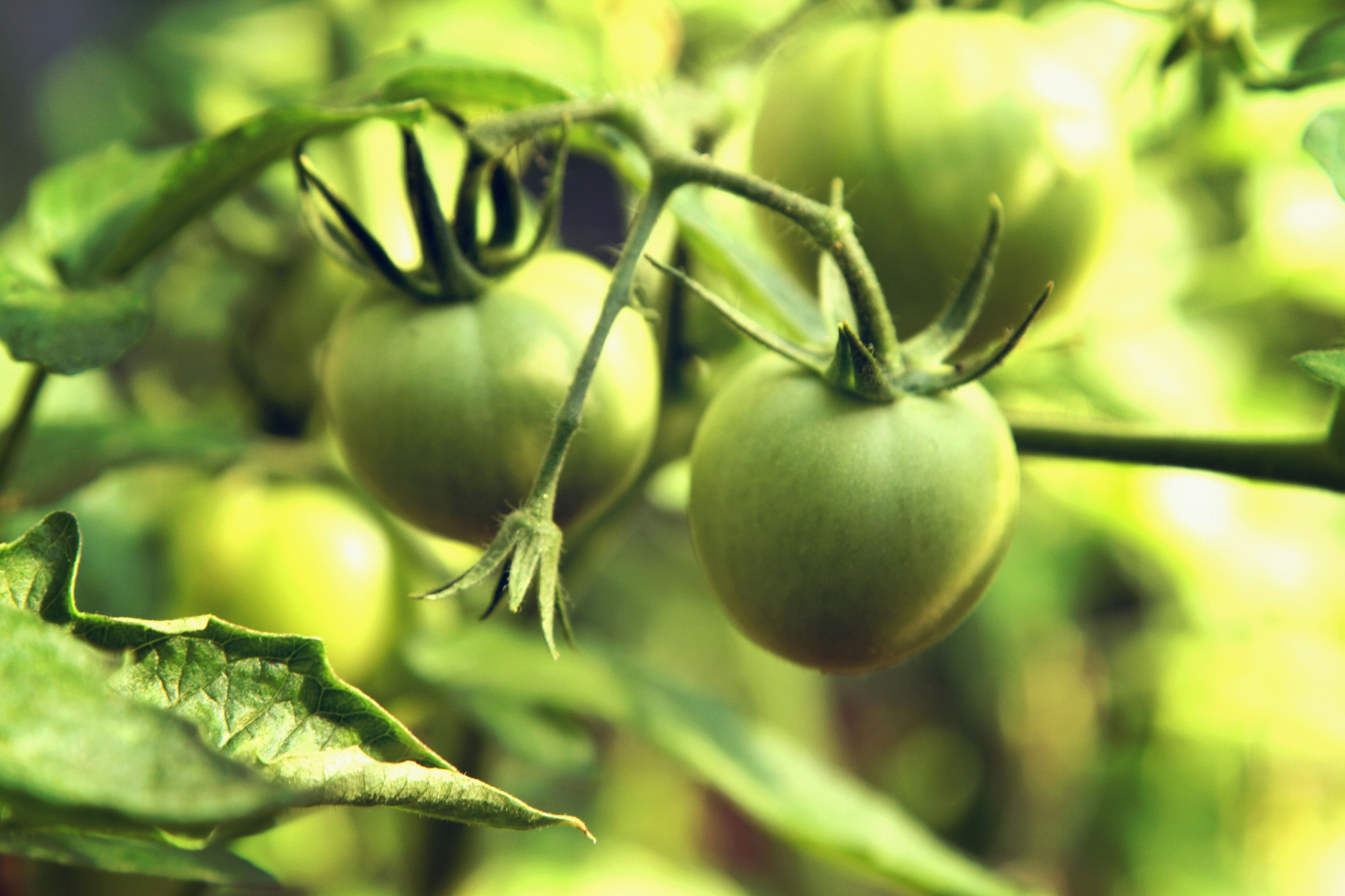 Deine Tomaten wollen einfach nicht rot werden? Kein Grund, die Ernte aufzugeben – du kannst zu Hause nachhelfen.