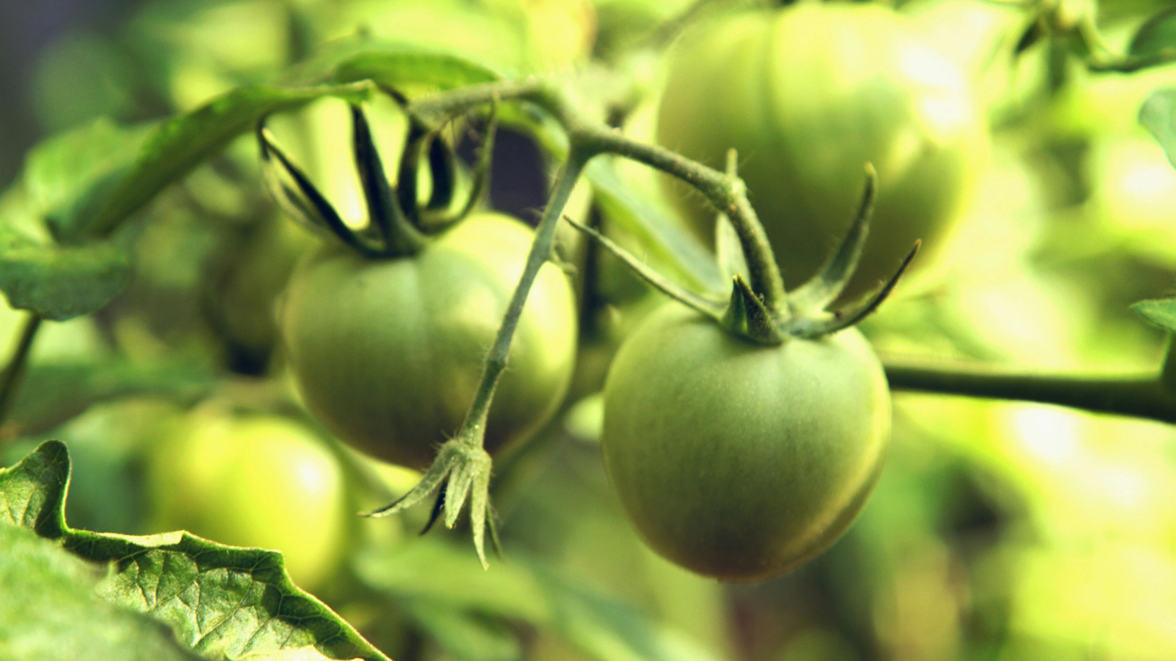 Heute.at - Tomaten werden nicht rot? So lassen sie sich retten