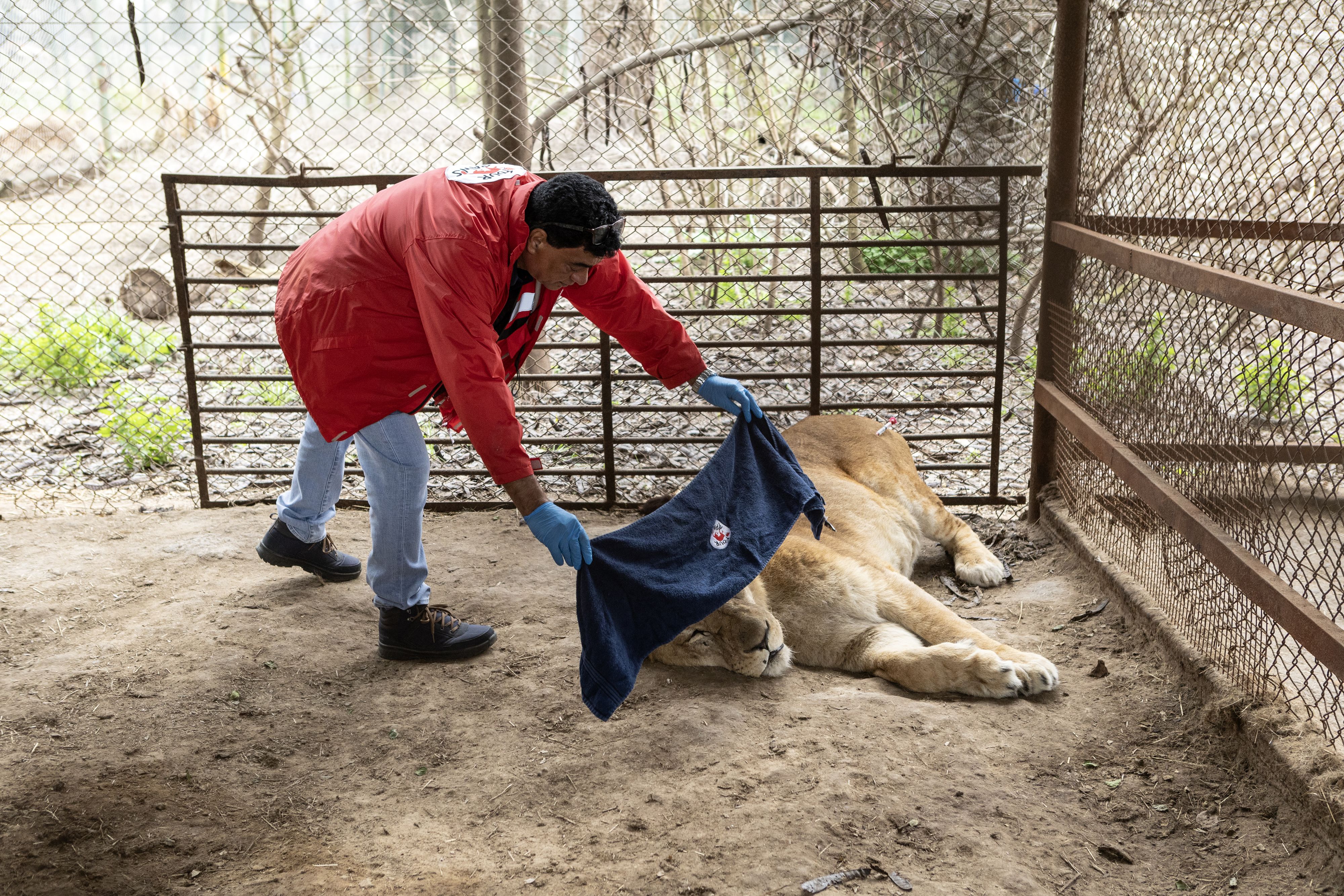 Heute.at - Zoo seit 2020 dicht - Tiere werden in Etappen gerettet