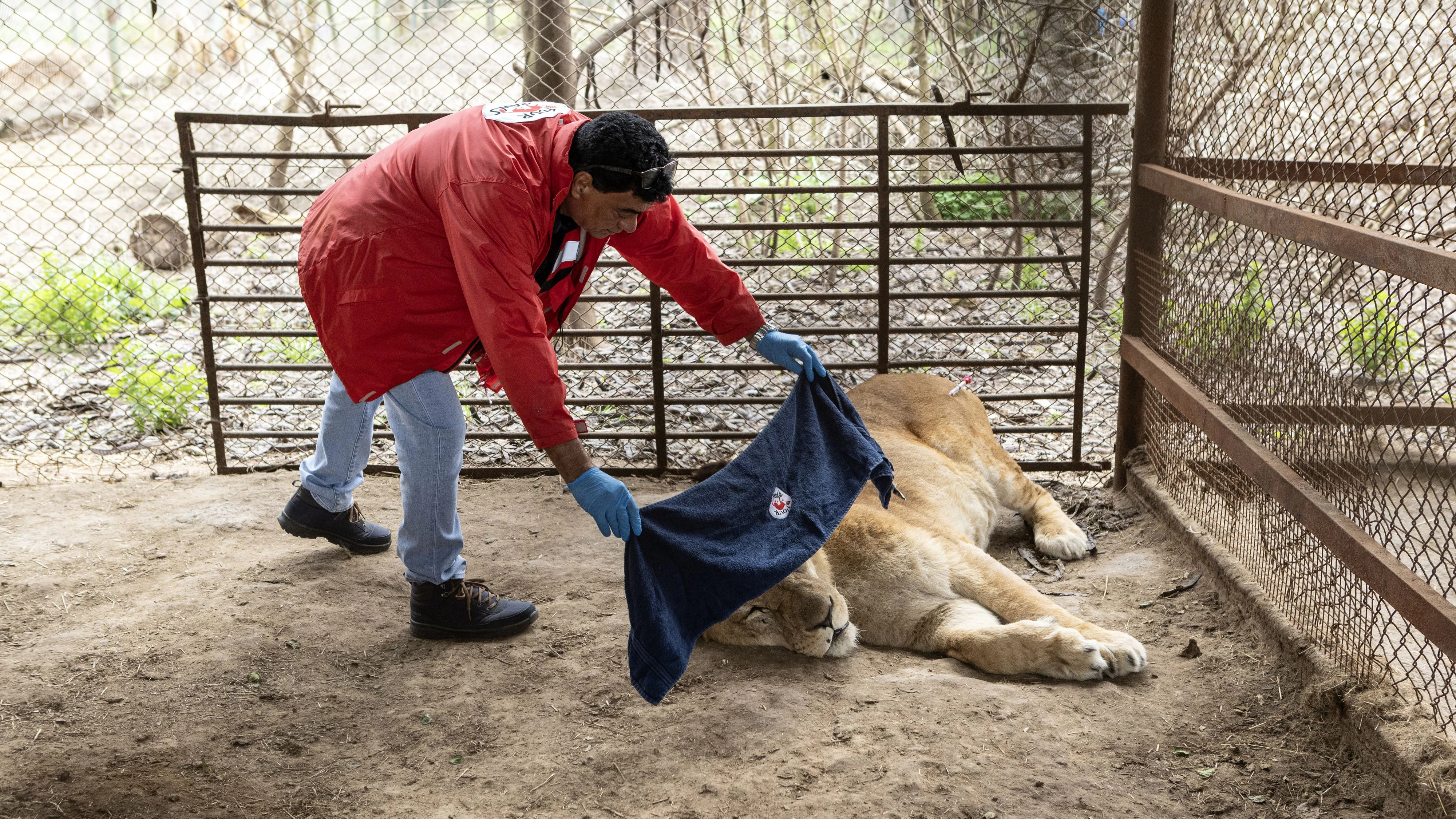 Vorbereitungsarbeiten und Transportkisten-Training für den Transfer von 30 Großkatzen aus dem ehemaligen Zoo von Luján, Argentinien, in das LIONSROCK Big Cat Sanctuary und das TWAS Sanctuary.