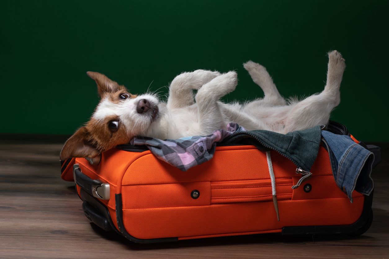 Ein Hund oder eine Katze sind kein Souvenirs aus dem Urlaub.