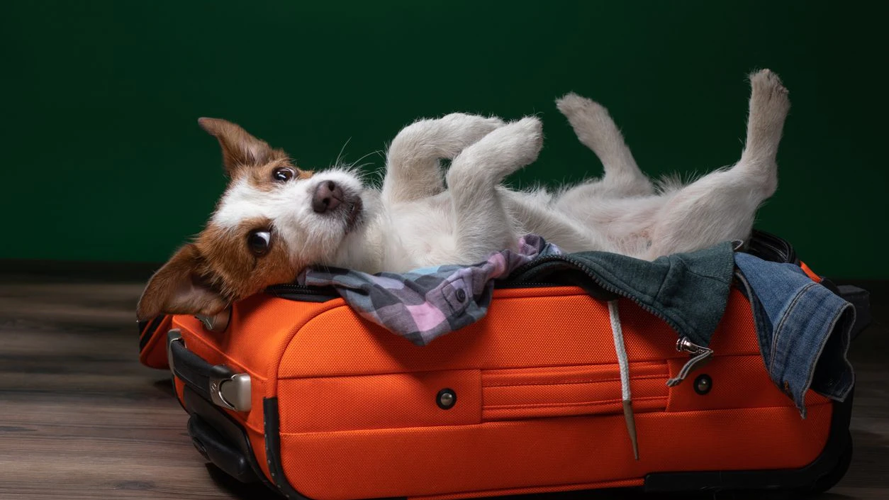 Heute.at - Tiere aus dem Urlaub? Bitte nur mit Checkliste