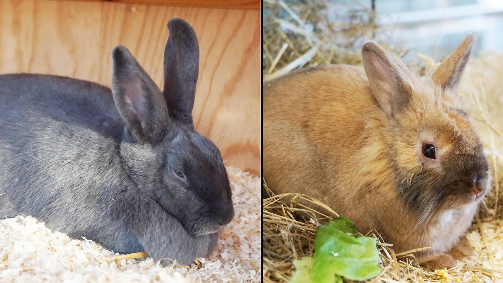 Heute.at - Liebe im Tierheim darf man im neuen Heim nicht trennen