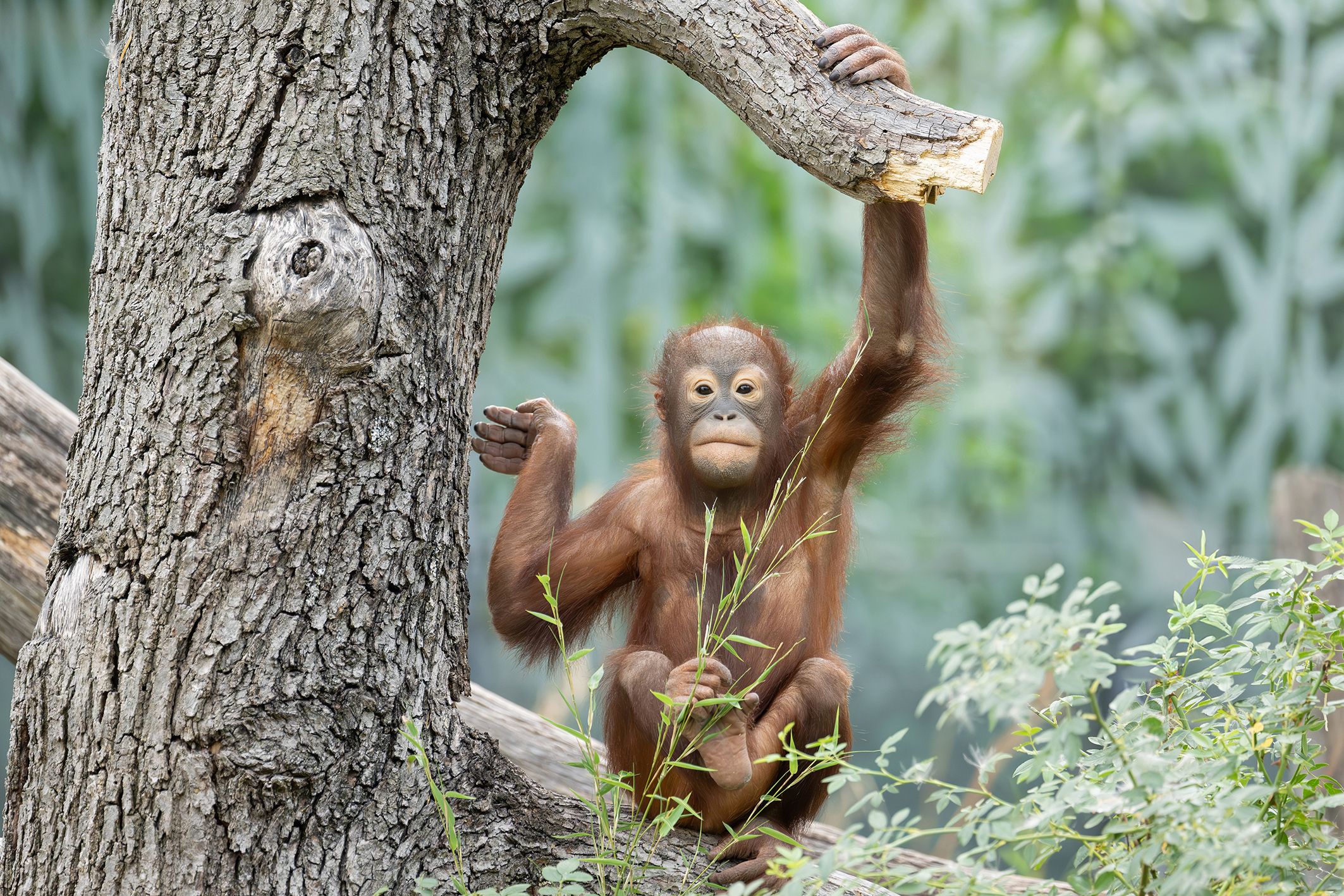 Heute.at - Affengeil: Schönbrunns Orang-Utans hängen jetzt höher