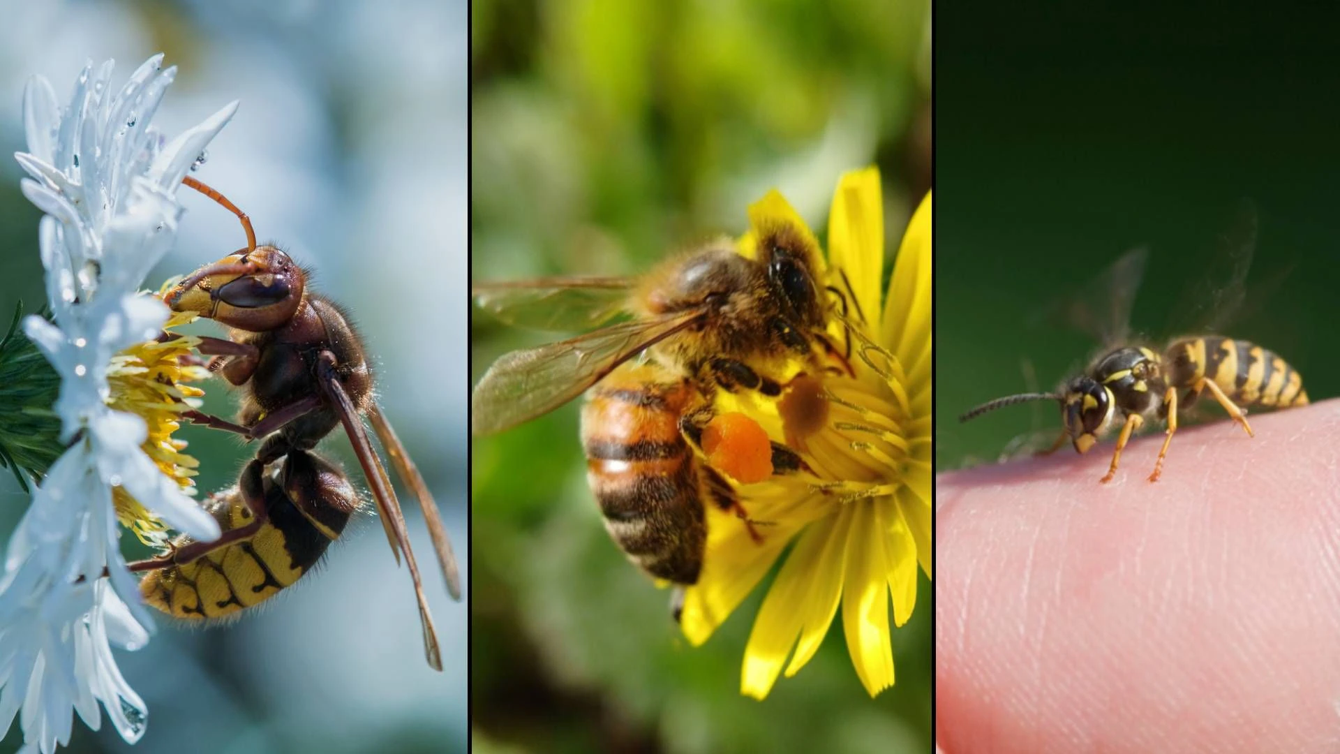 Heute.at - So viele Menschen sterben jährlich an Insektenstichen