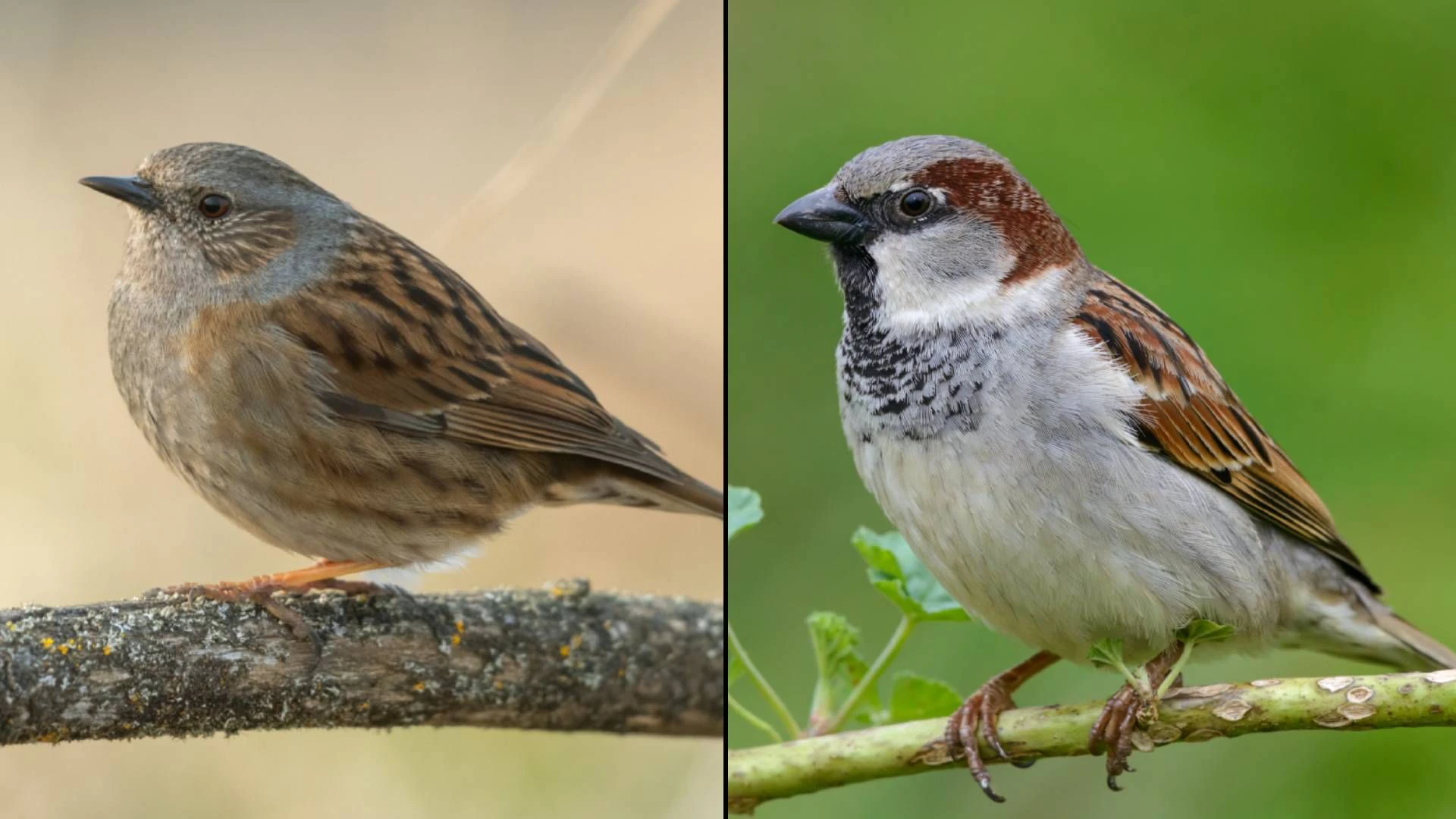 Im direkten Vergleich sieht man sofort die Unterschiede zwischen der Heckenbraunelle (links) und unserem Haussperling (rechts) .