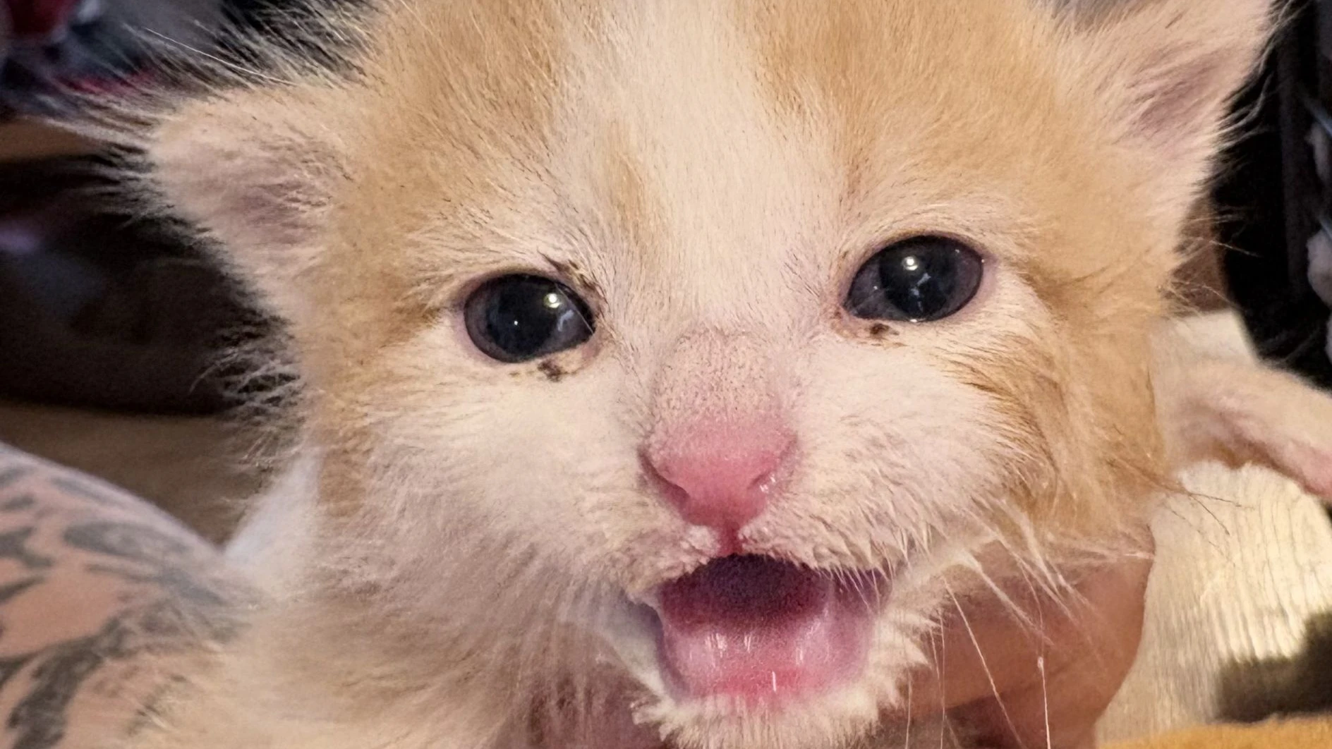 Sollte man jemals so kleine Katzenkinder finden, muss man sich an Experten wenden, denn die Handaufzucht ist nicht sehr einfach. 