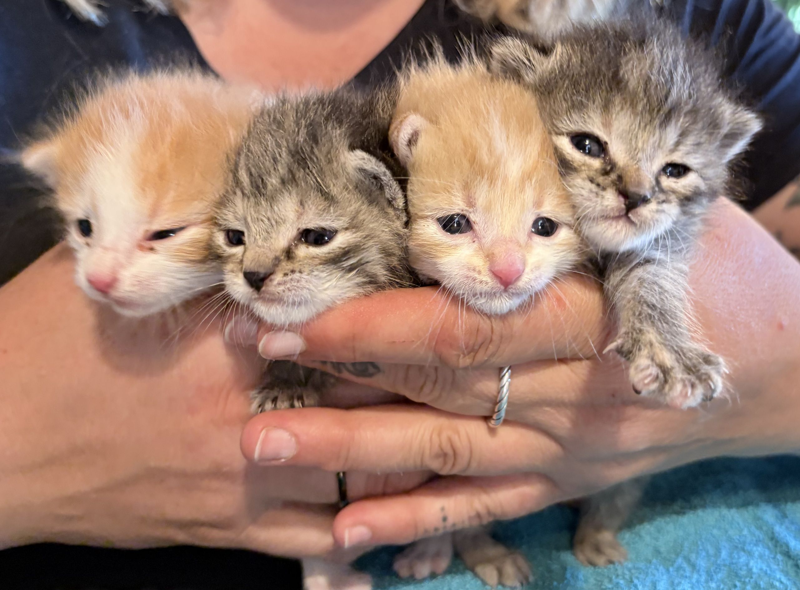 Gerade einmal die Augen können die kleinen Katzenbabys öffnen. Wer wirft solch hilflose Wesen einfach ins hohe Gras? 