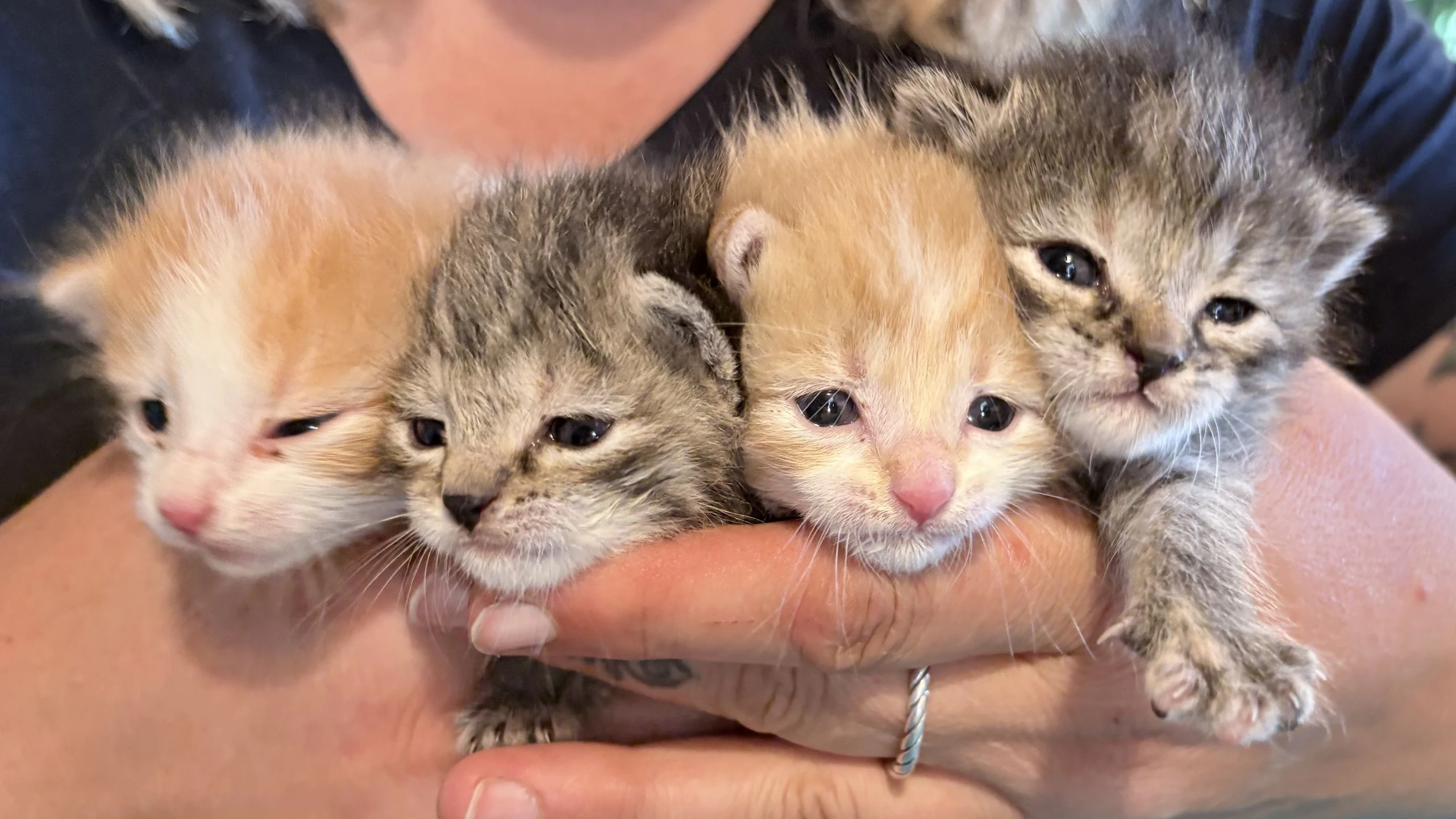 Gerade einmal die Augen können die kleinen Katzenbabys öffnen. Wer wirft solch hilflose Wesen einfach ins hohe Gras? 