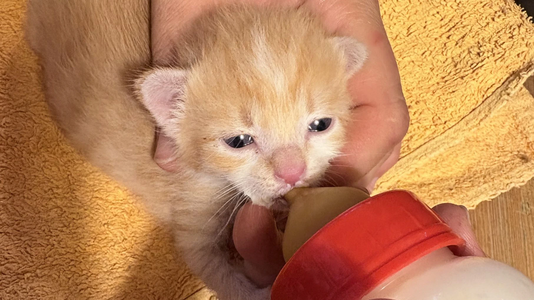 In der Pfotenhilfe werden -zig Katzenkinder rund um die Uhr gefüttert. 