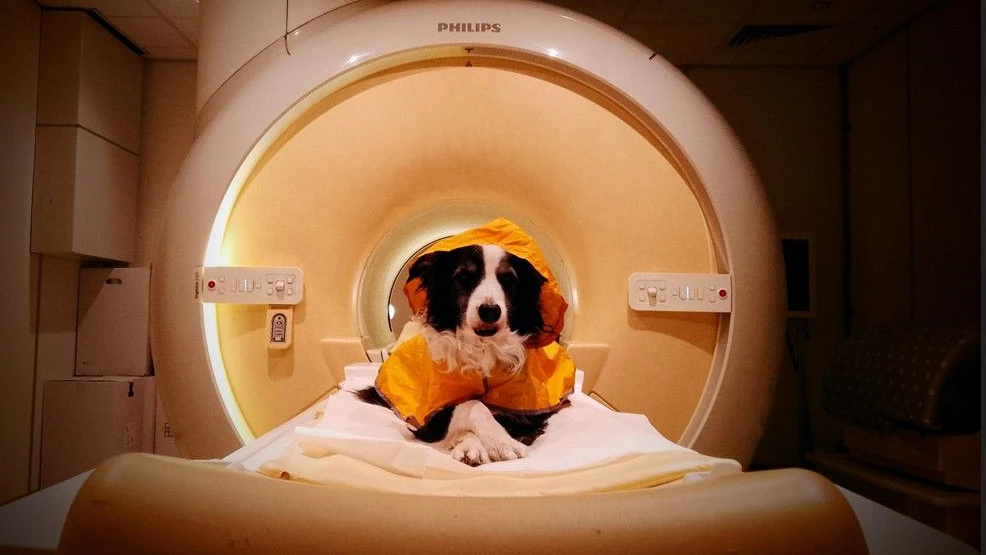 Heute.at - Lachen, Weinen – Dein Hund weiß genau, wie es dir geht