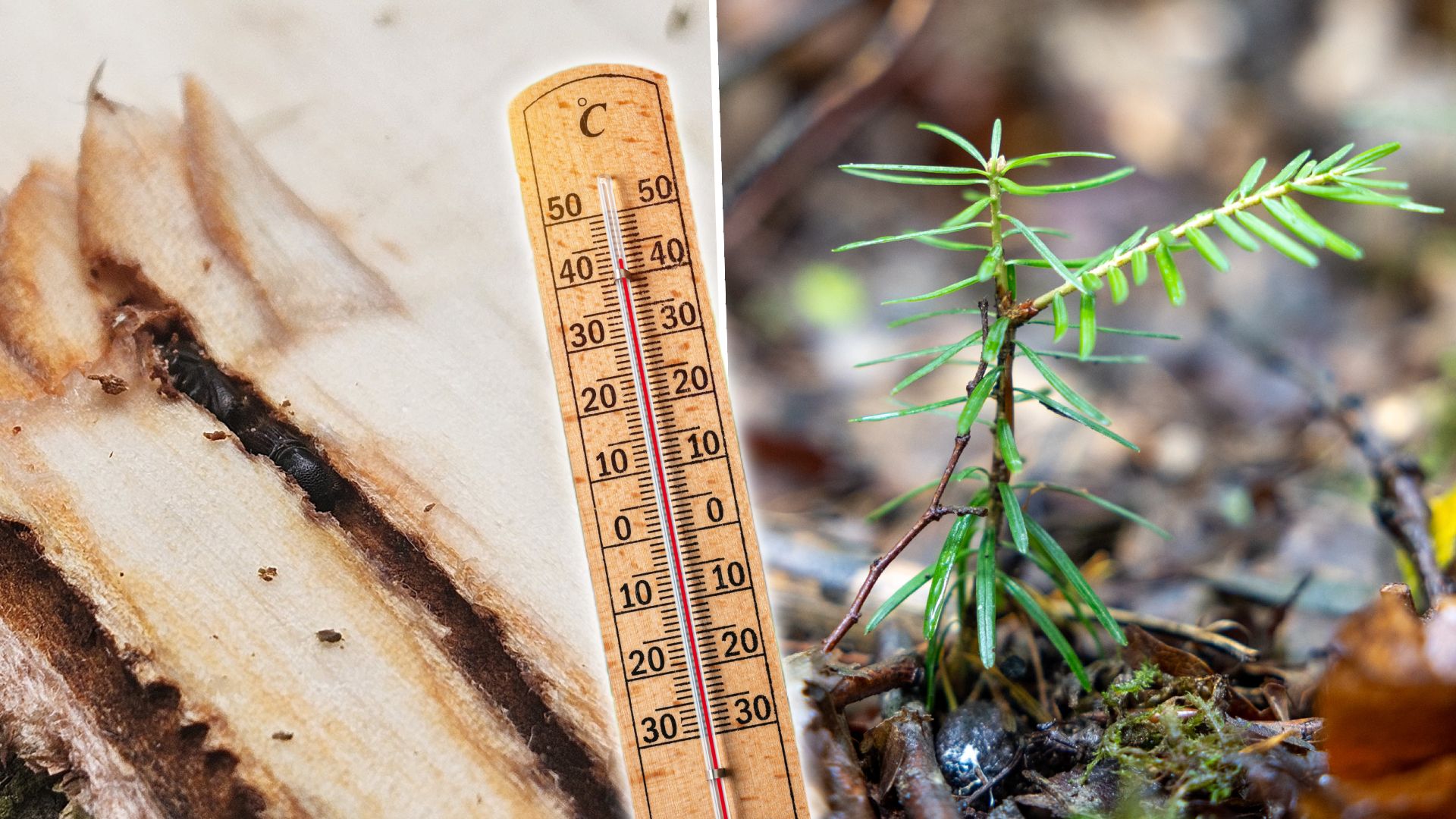 Schädlinge wie der Borkenkäfer und extreme Hitze sind für die heimischen Wälder eine ernste Gefahr. Neue Bäume sollen auch noch in Jahrzehnten in OÖ wachsen können. 