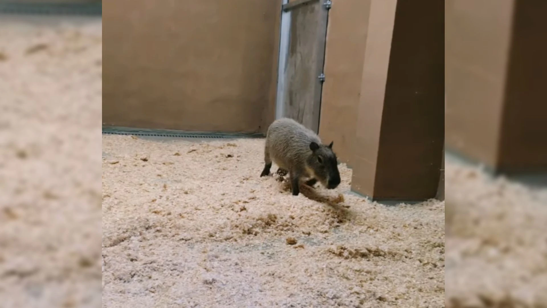 So süß! Die Capybaras sind in den Linzer Zoo eingezogen.
