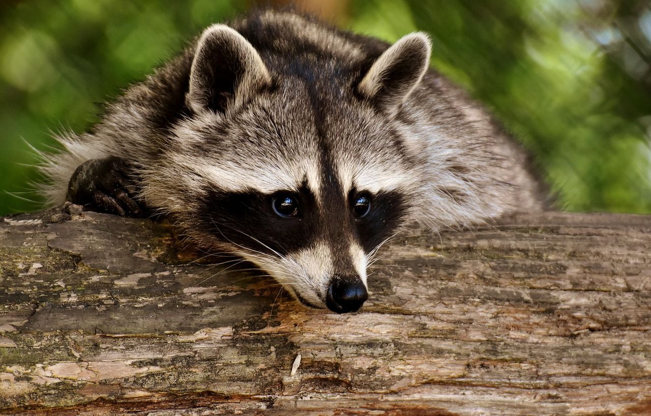 Waschbär in freier Natur