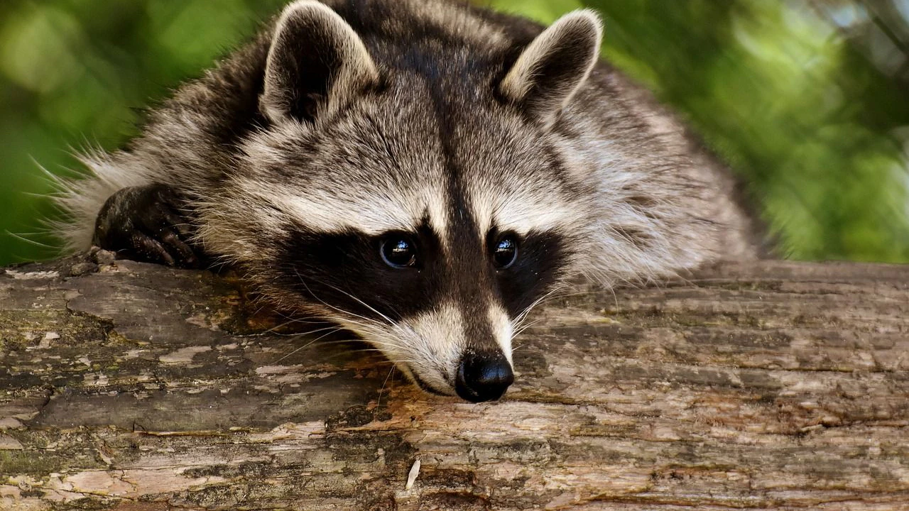 Heute.at - Waschbär-Alarm: Gefahr für deinen Hund