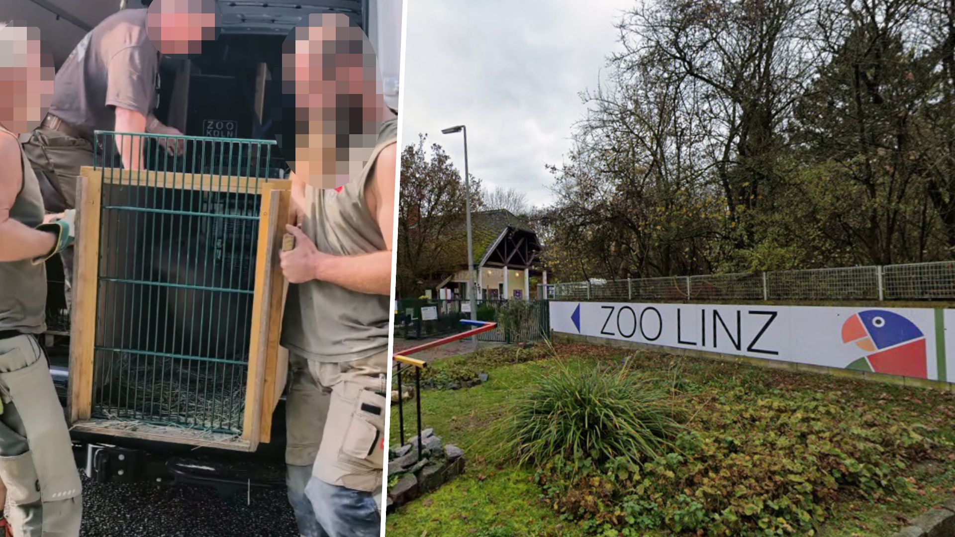 Sie sind da! Der Zoo Linz freut sich über seine neuen Stars.