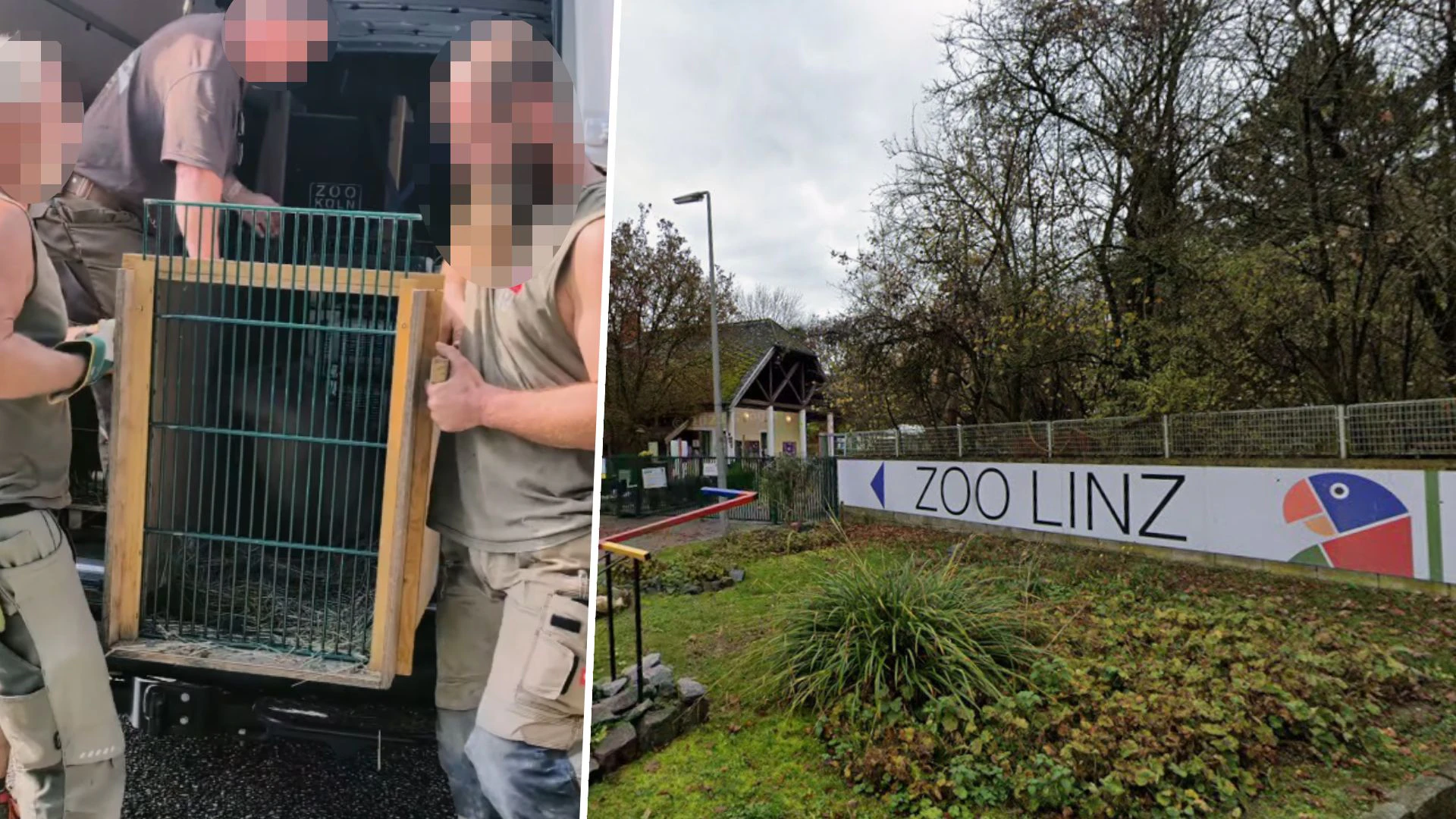 Sie sind da! Der Zoo Linz freut sich über seine neuen Stars.