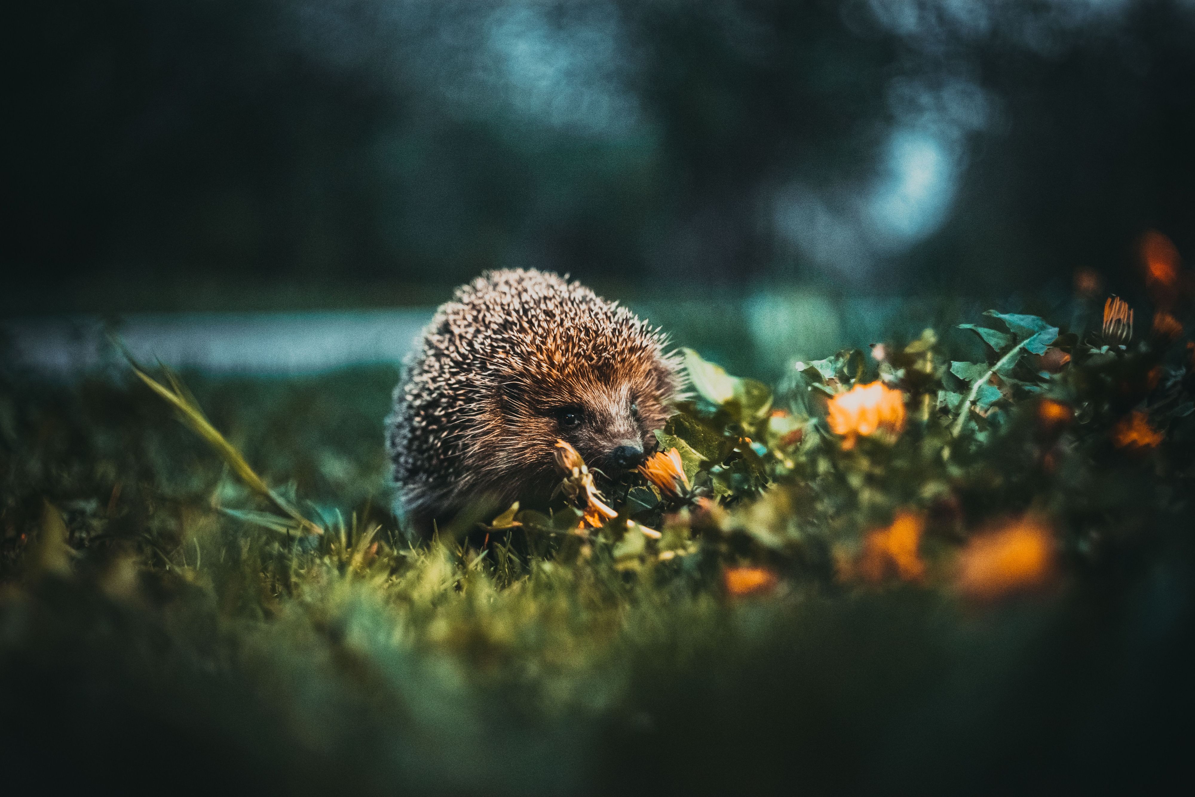 Vor allem Igel kommen immer wieder unter die scharfen Klingen, aber auch Hund und Kleinkinder sind gefährdet.