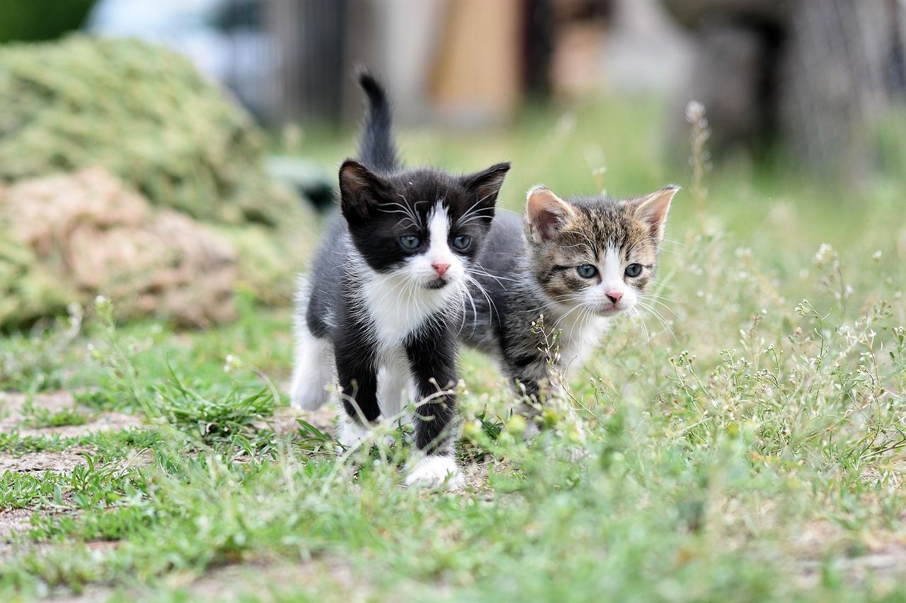 Heute.at - So erkennen Katzen einander am Urin