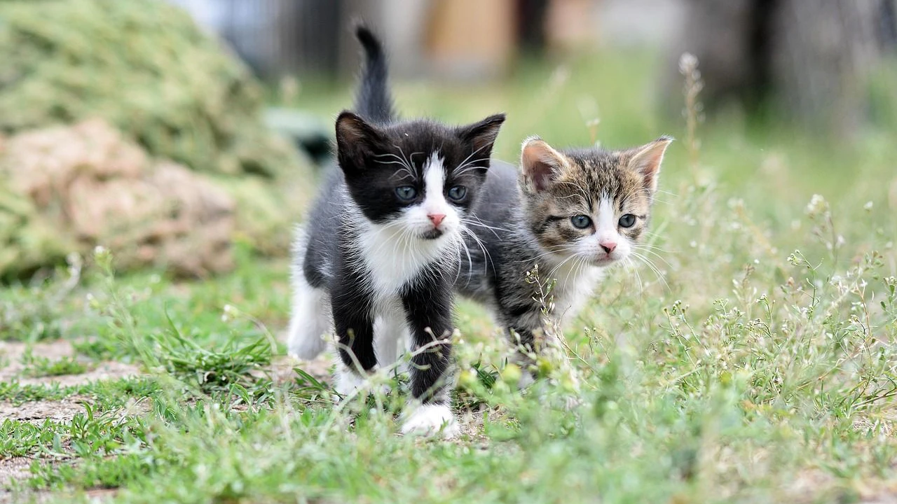 Heute.at - So erkennen Katzen einander am Urin