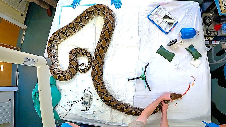 Python 