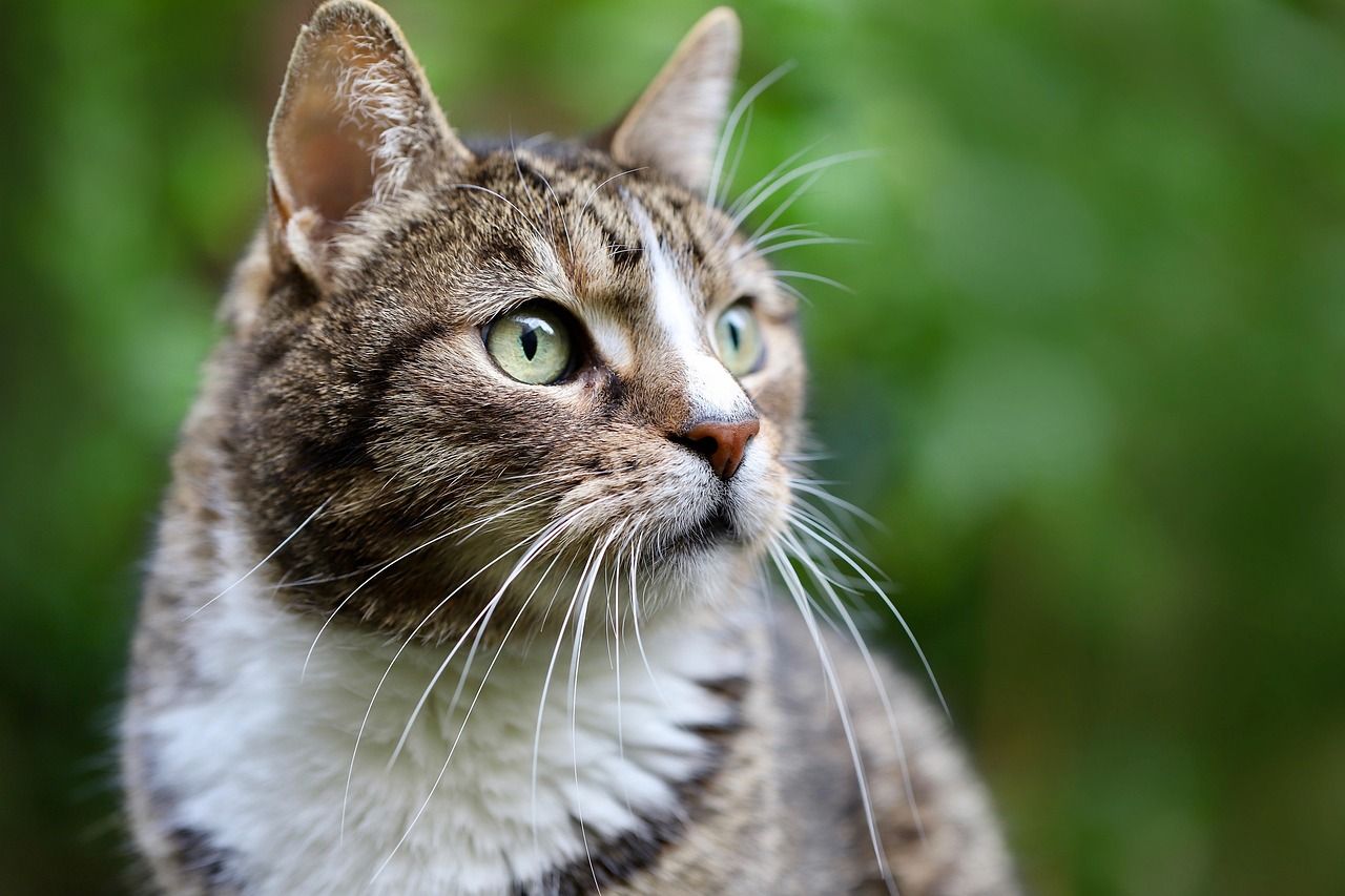 Hauskatze
