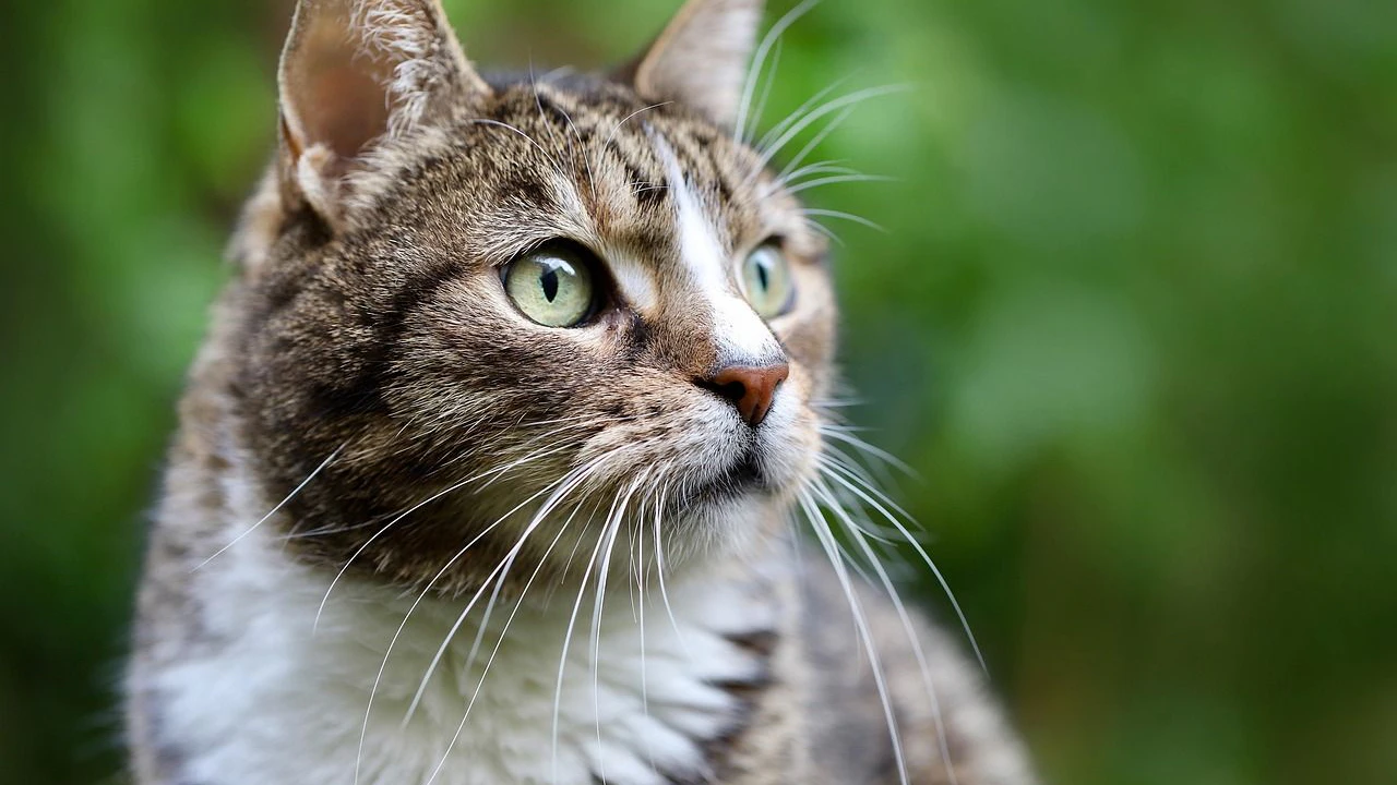 Heute.at - So erkennen Katzen, wem das Revier gehört