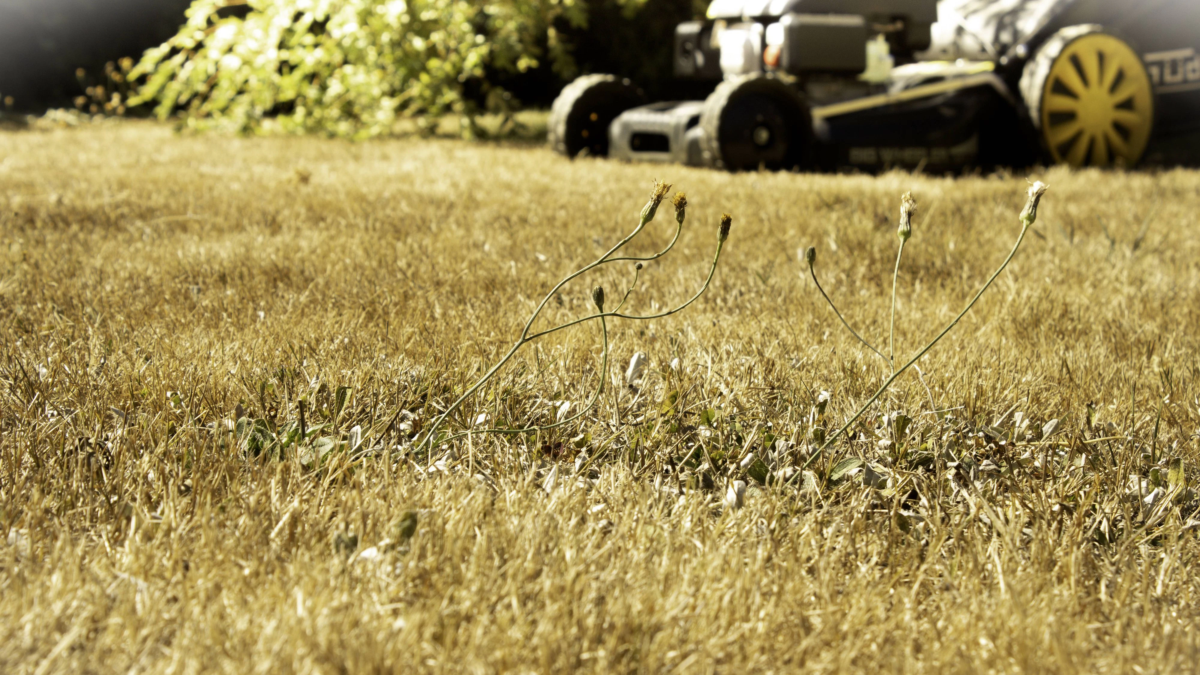 Vertrockneter Rasen in einem Garten Von der Sonne verbrannter Rasen währen einer Hitzeperiode. Im Hintergrund steht ein Rasenmäher, der während extremer Trockenphasen nicht gebraucht wird. Das Foto wurde am 12. August 2026 in Illingen, Saarland, aufgenommen. *** A parched lawn in a garden. A lawn scorched by the sun during a heat wave. In the background stands a lawn mower, which is not used during periods of extreme drought. The photo was taken on August 12, 2026, in Illingen, Saarland.
