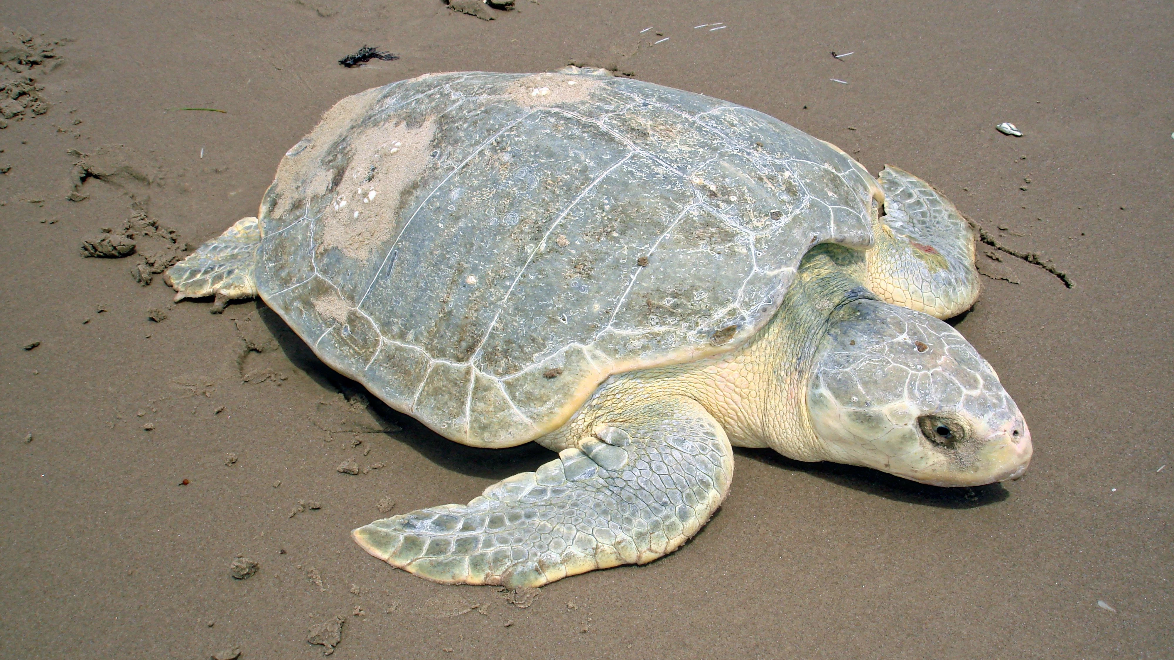 Die sogenannte "Kemp-Bastardschildkröte" gilt als die seltenste Meeresschildkrötenart der Welt und wird auf der Roten Liste der IUCN als „Critically Endangered“ (vom Aussterben bedroht) geführt