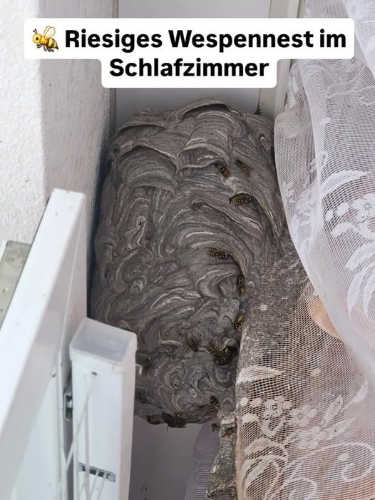 Heute.at - Wespen-Alarm! Frau entdeckt Mega-Nest in Schlafzimmer